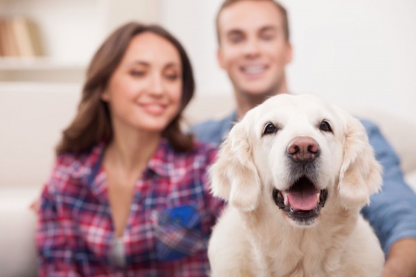 Cartórios do Paraná vão emitir registro de nascimento a animais de estimação Foto: Bigstock