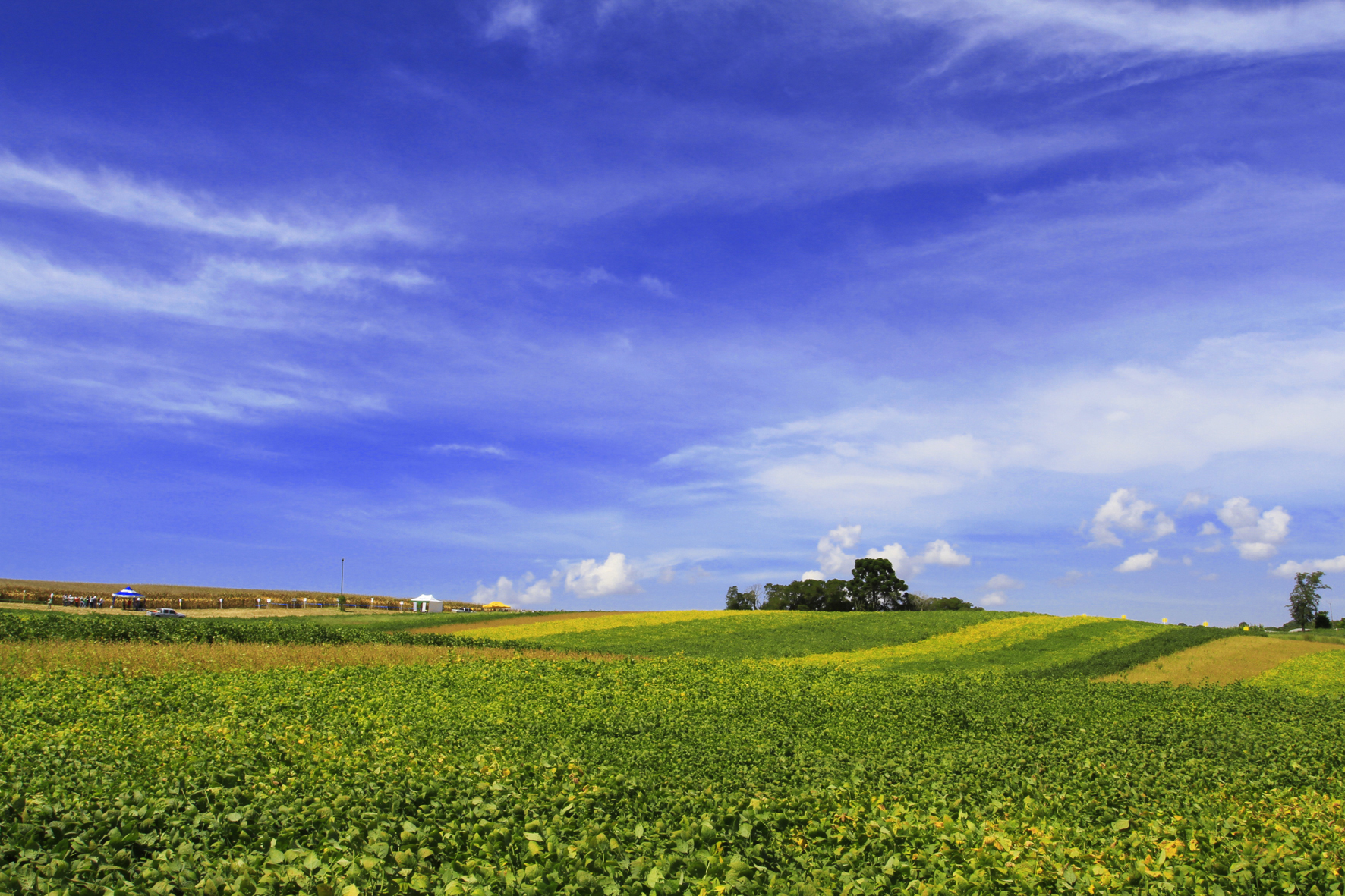 Caminhos de Guajuvira, em Araucária. Foto: Divulgação