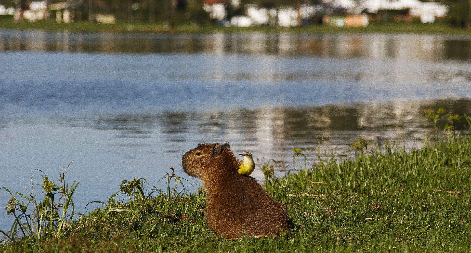 Os pássaros Suiriri-cavaleiros se alimentam dos parasitas que ficam na capivara. Foto: Daniel Castellano/Gazeta do Povo Os pássaros Suiriri-cavaleiros se alimentam dos parasitas que ficam na capivara. Foto: Daniel Castellano/Gazeta do Povo