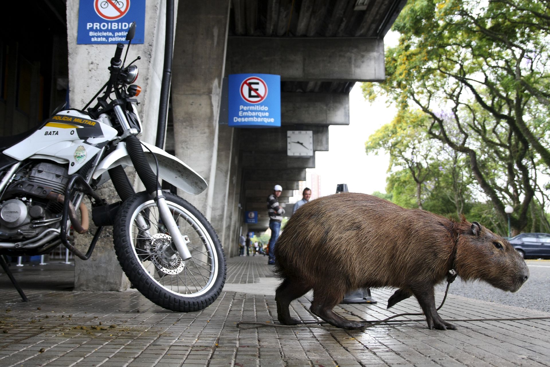 Em 2012, uma capivara foi encontrada na Rodoferroviária de Curitiba. Foto: André Rodrigues: Gazeta do Povo Em 2012, uma capivara foi encontrada na Rodoferroviária de Curitiba. Foto: André Rodrigues: Gazeta do Povo