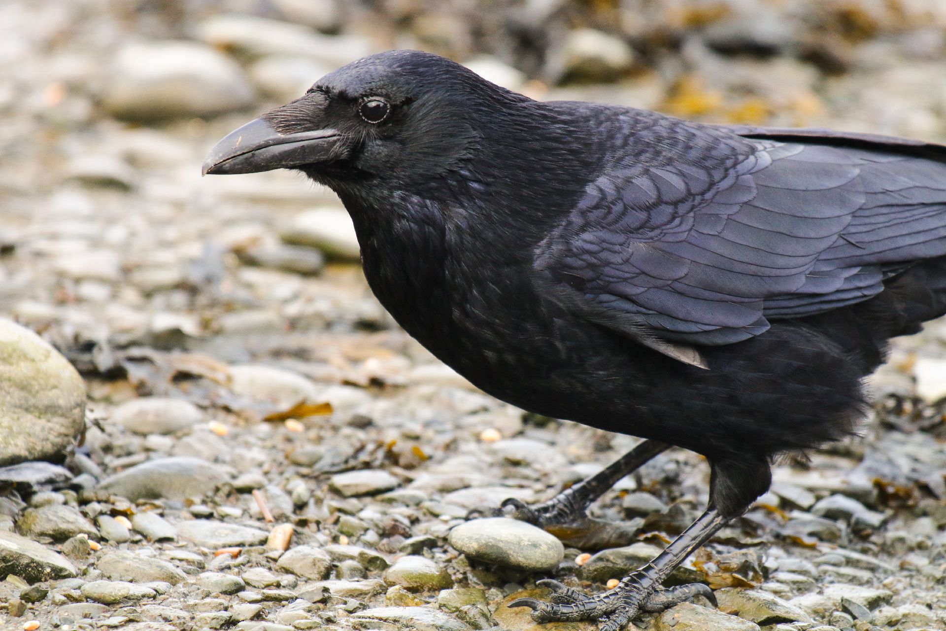 Corvos são capazes de "fazer planos" para além do momento presente. Foto: Bigstock