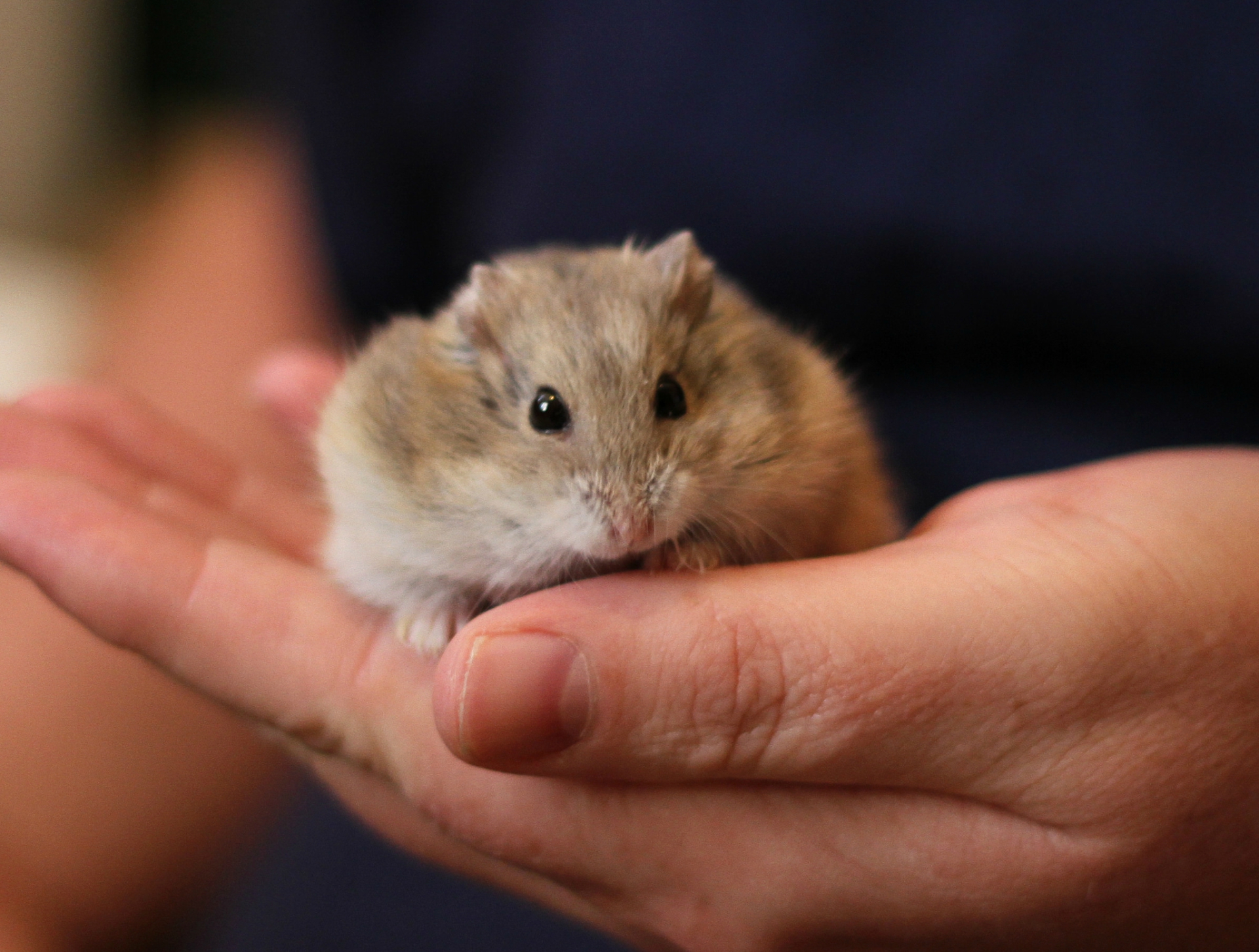 O Encontro de Roedores acontecerá no domingo, 9, na Petz Seminário, e contará com bate-papo com especialistas. Foto: Miss Shari / VisualHunt.