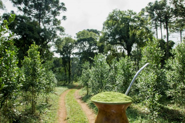 Cidade a 150 km de Curitiba promove roteiro turístico para os amantes de chimarrão Erval da Ervateira Baronesa. Foto: Larissa Drabeski