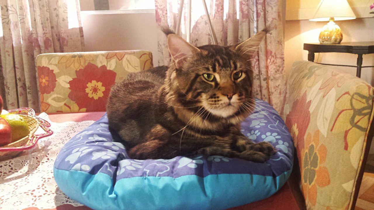 O Maine Coon Bartolomeu,  que participou de novela, estará no evento. Foto Glória Linares 
