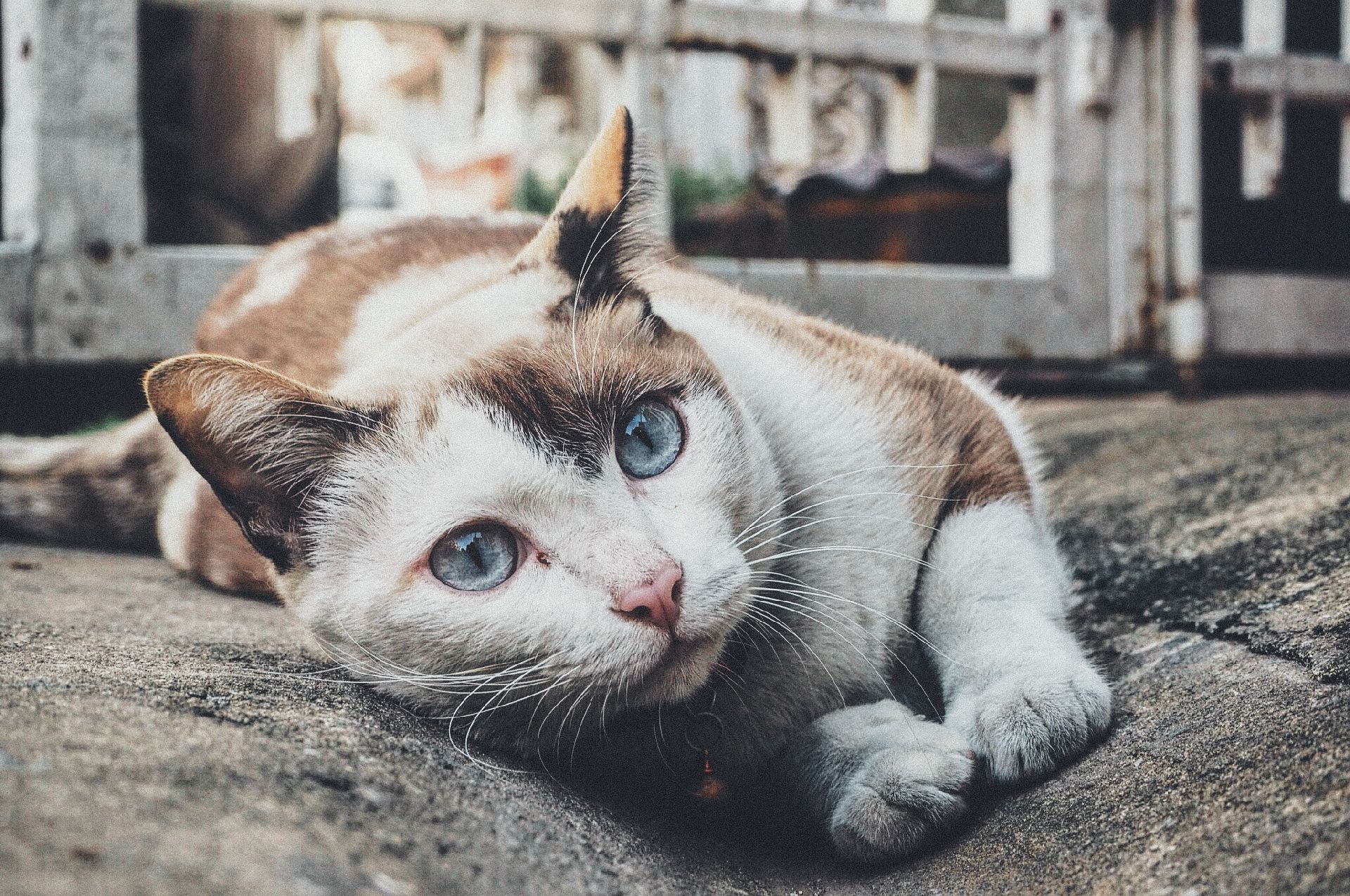 Mulher foi mordida por um gato de rua contaminado. Foto: Visualhunt