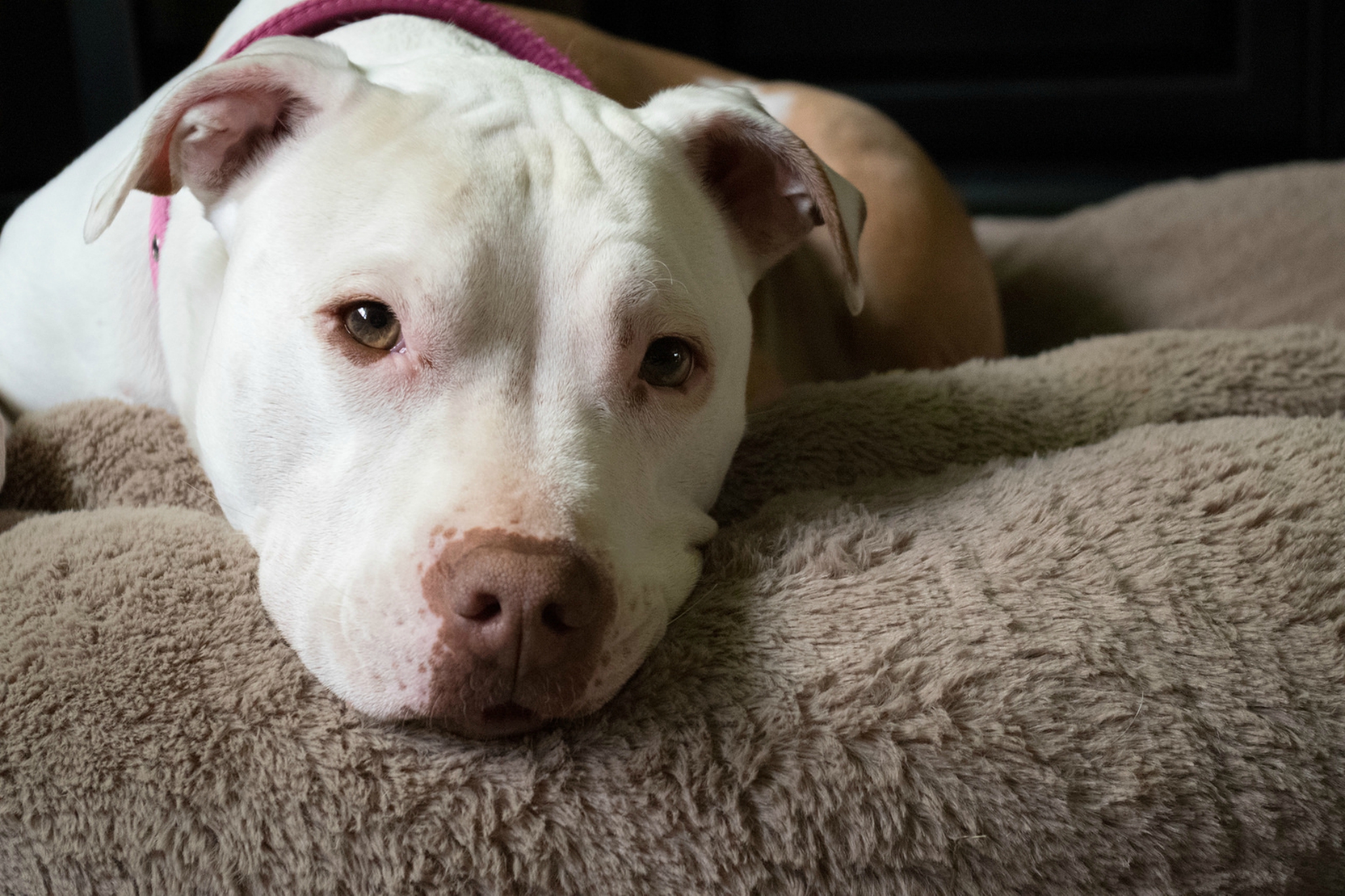 O encontro contará com diversas atividades voltadas ao conhecimento da raça Pit Bull. Foto: Marissa Elkind / Visual Hunt