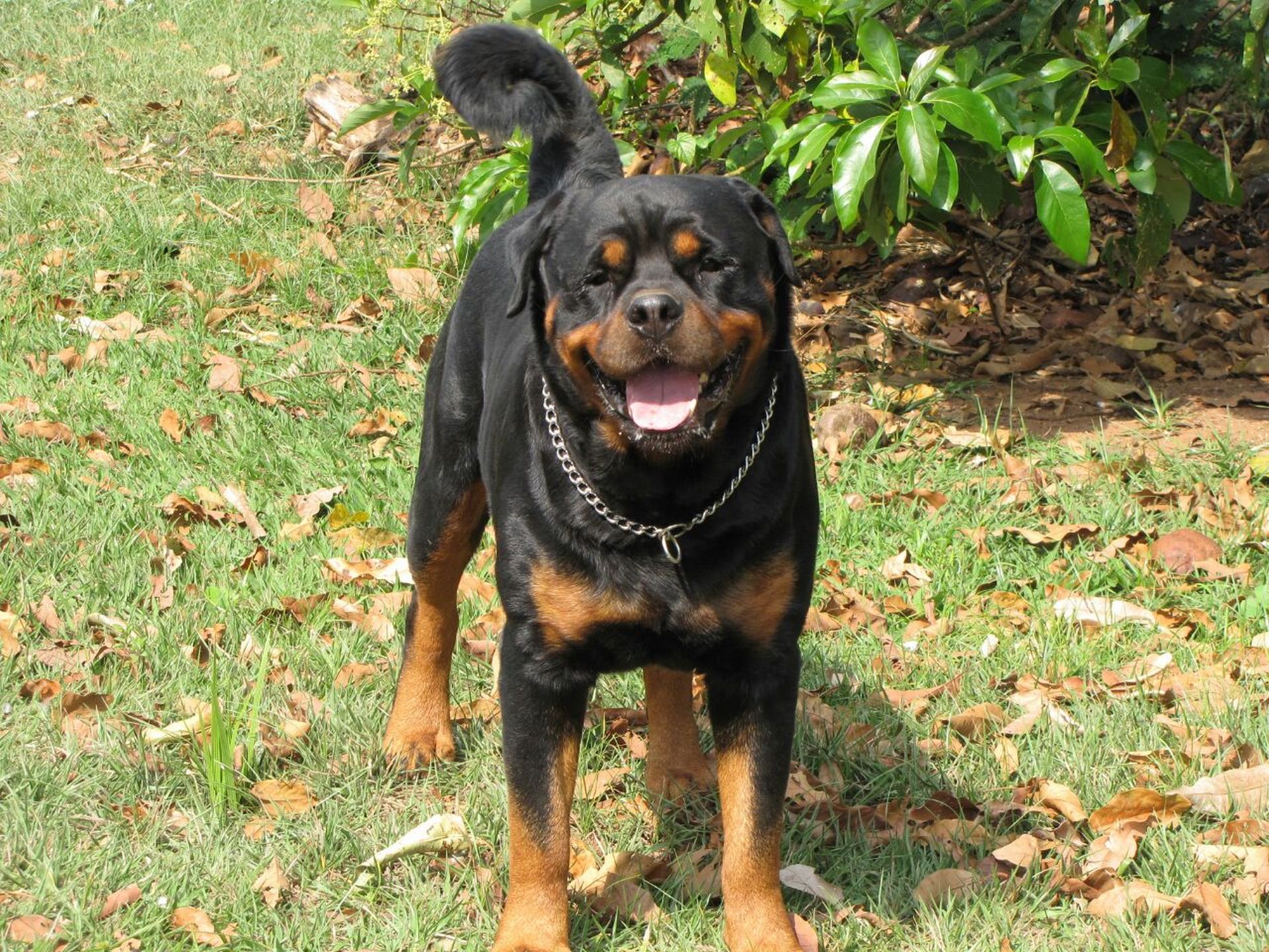 Quiron salvou a vida do Enzo, quando ele passava mal no quarto (Foto: reprodução Facebook)