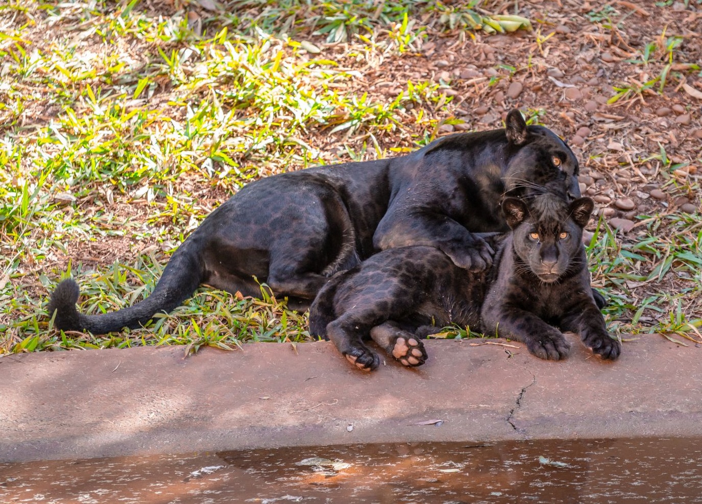 Cacau e a mãe Nena. (Foto: Alexandre Marchetti/Itaipu Binacional)