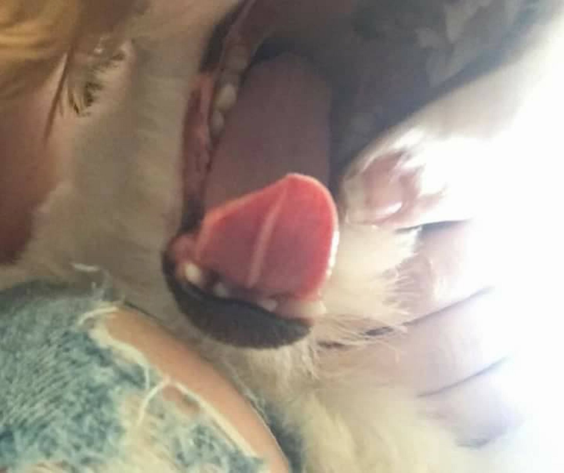 Valentina é uma Shih Tzu de nove meses e teve uma parte da língua cortada durante uma sessão de banho e tosa. Foto: Gabriela Ferreira Kavalkievicz / Arquivo Pessoal