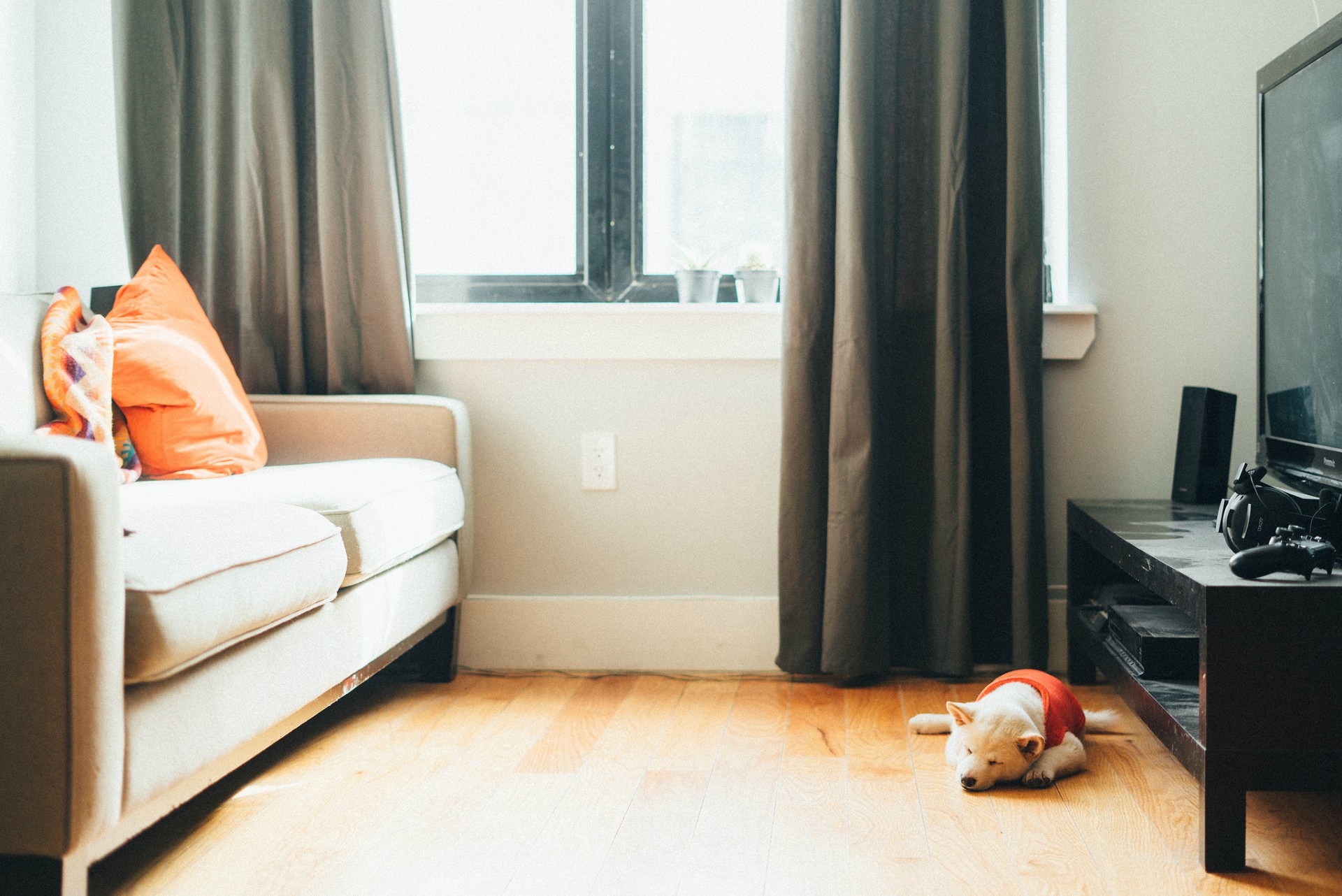 Nova opção de hotel para cachorros em Curitiba
