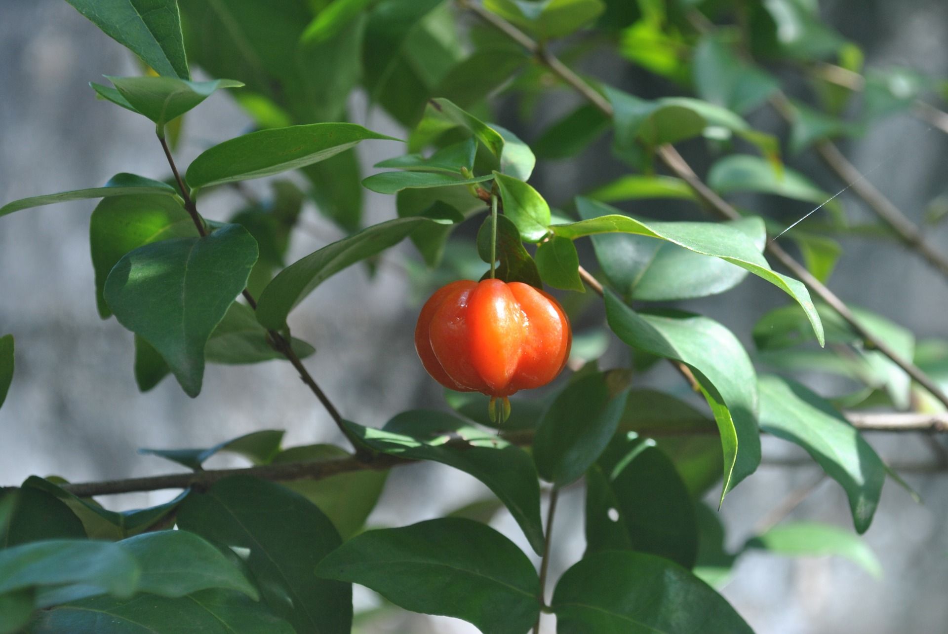 Amora, pitanga, nêspera frutas de rua para comer no pé