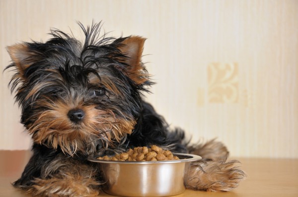 Nem todas as rações alimentam bem o seu cachorro, diz pesquisa Foto: Bigstock