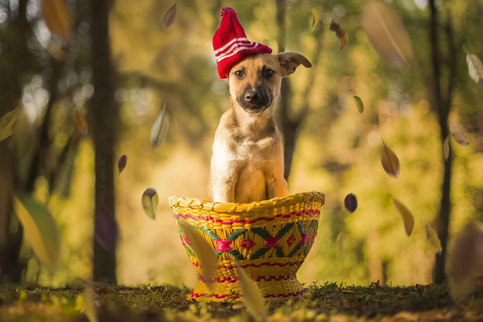 O trabalho voluntário tem o objetivo de incentivar a doação de vira-latas abandonados. Foto: Mykaella Carbonare
