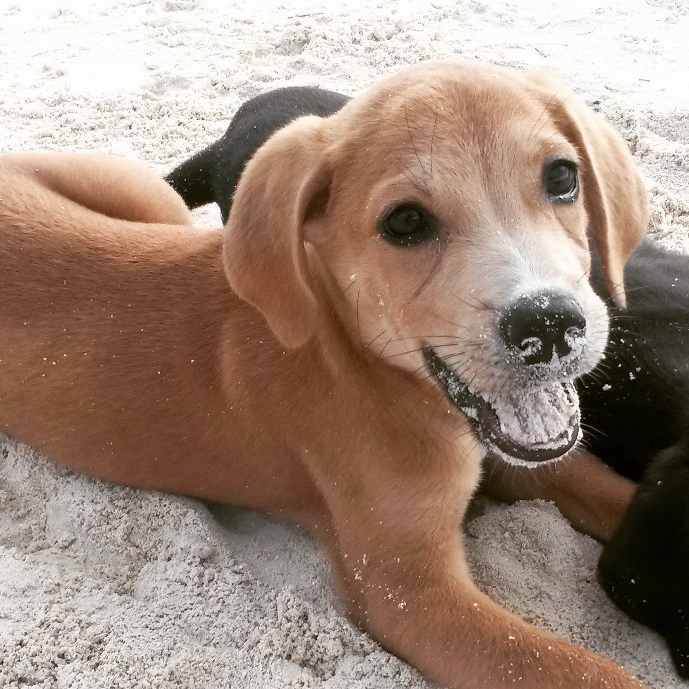 Turistas podem passar o dia com os cães da raça Potcake e até adotá-los (Foto: reprodução twitter) 