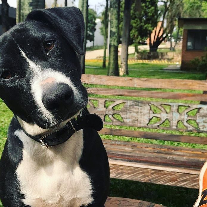 Emílio é o cachorro que tem cerca de 30 donos, e mora em um grande espaço multicultural. Foto: Bruna Wladyka / arquivo pessoal