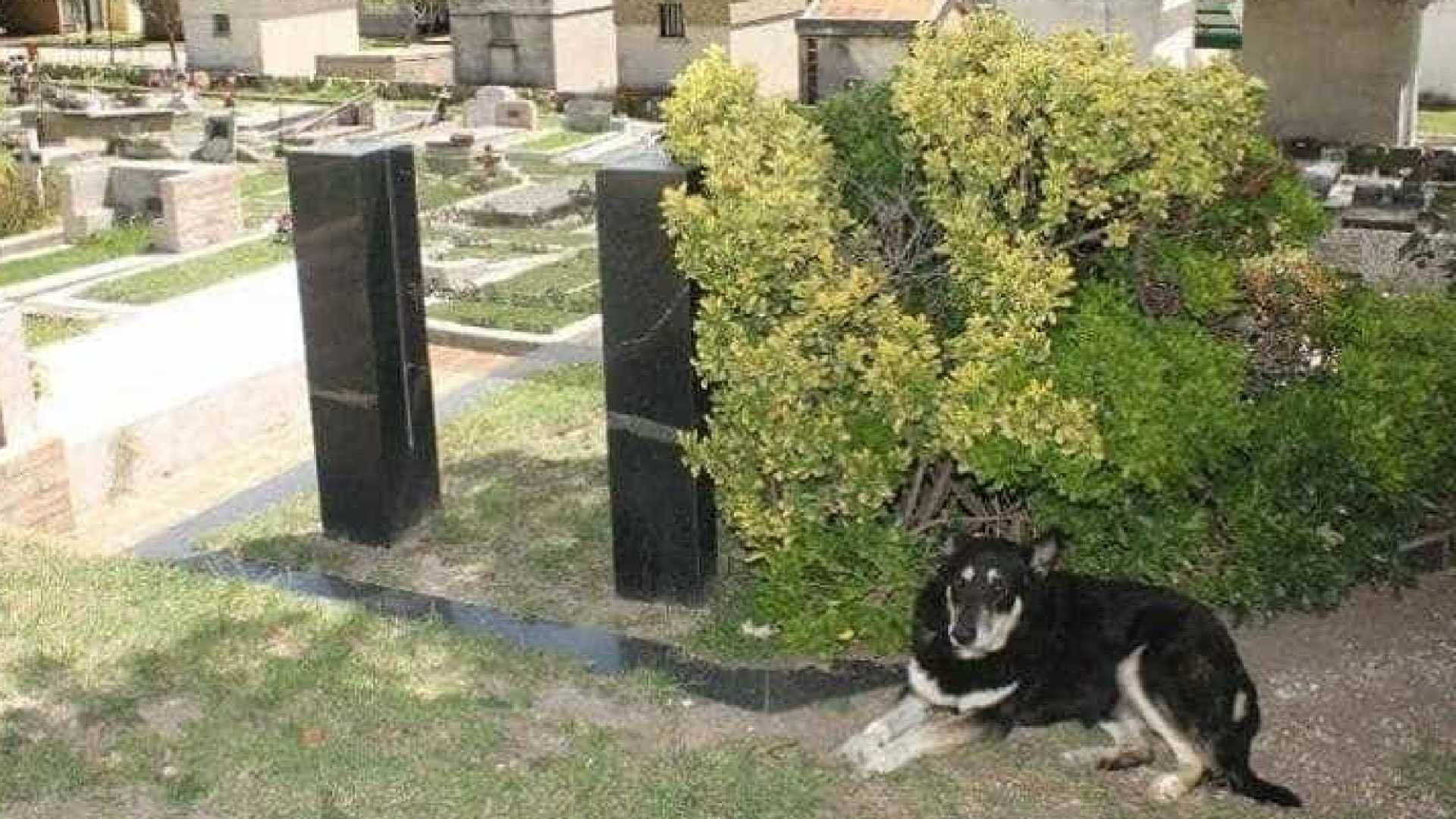 Cachorro morou no cemitério por 10 anos após a morte de seu tutor. Foto: Reprodução Facebook