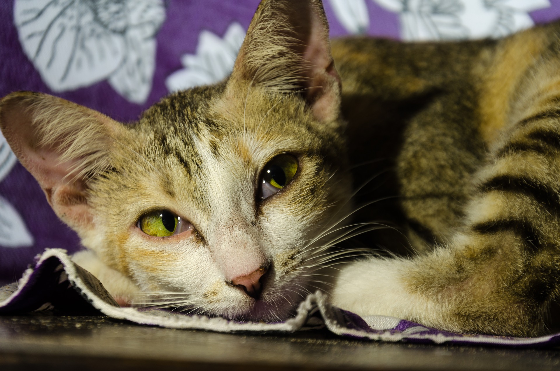 Entre os fatores que podem desencadear a depressão estão os biológicos e também quando o animal sofre alguma perda. Foto: Pixabay.