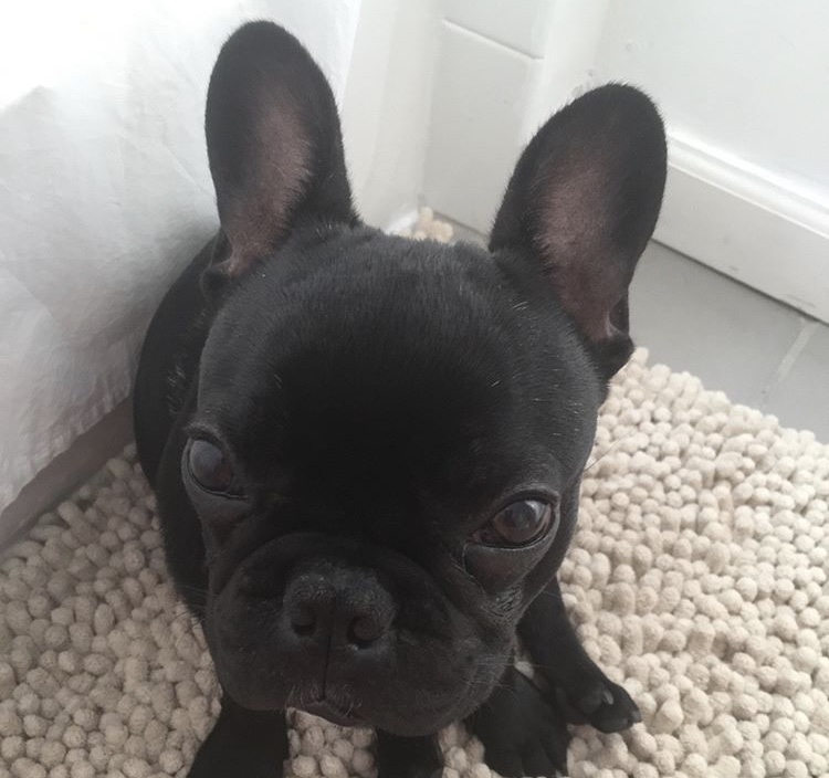 Kokito tinha 10 meses. Voo durou mais de três horas. Foto: Reprodução.