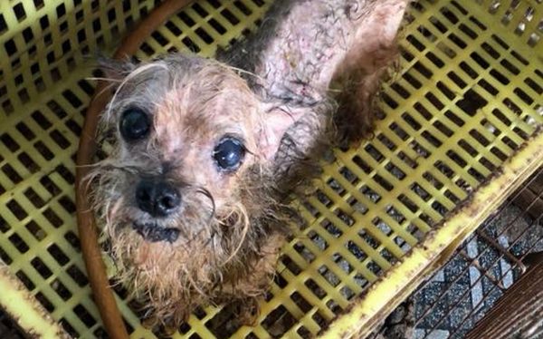 Luiza Mell denuncia mais um criadouro clandestino: cães até em armário "Olhem a mamãe dos filhotes fofinhos que vocês compram", escreveu a ativista na postagem em sua rede social. A maioria dos animais resgatados era de raça. Foto: Reprodução Facebook / Luisa Mell
