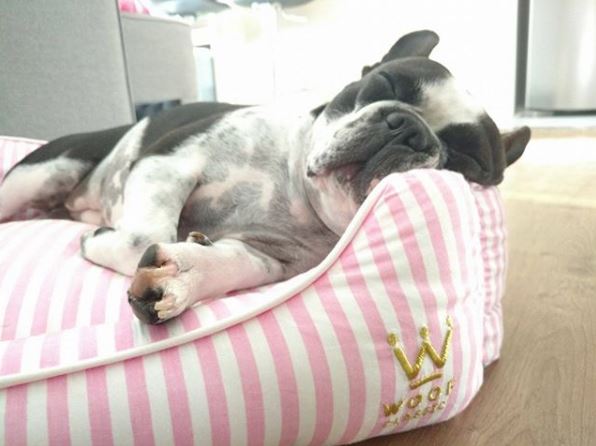 Lola: de tanto dominar as redes dos tutores, ganhou perfil próprio. Foto: Reprodução/Instagram