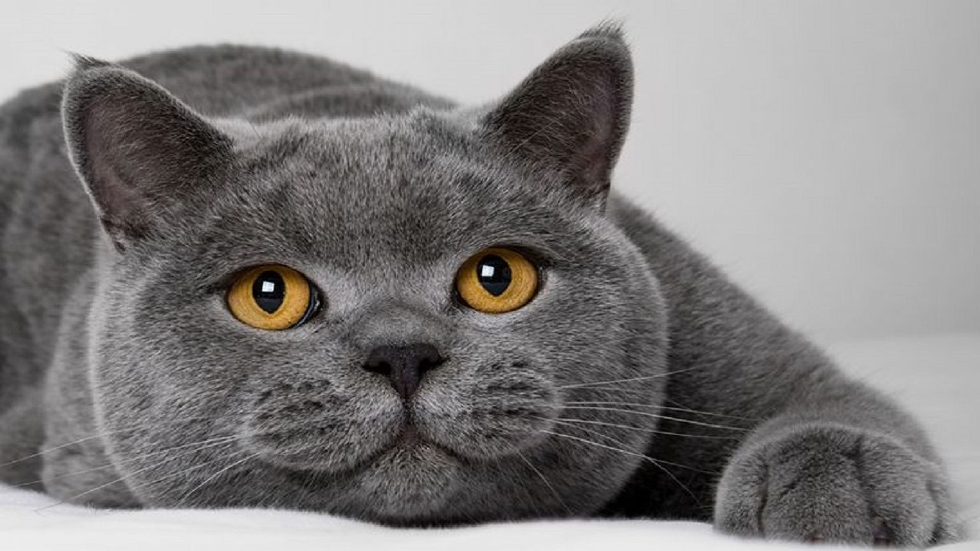 O British Shorthair serviu de inspiração para o gato do filme 'Alice no país das Maravilhas'. Foto: reprodução YouTube. O British Shorthair serviu de inspiração para o gato do filme 'Alice no país das Maravilhas'. Foto: reprodução YouTube.