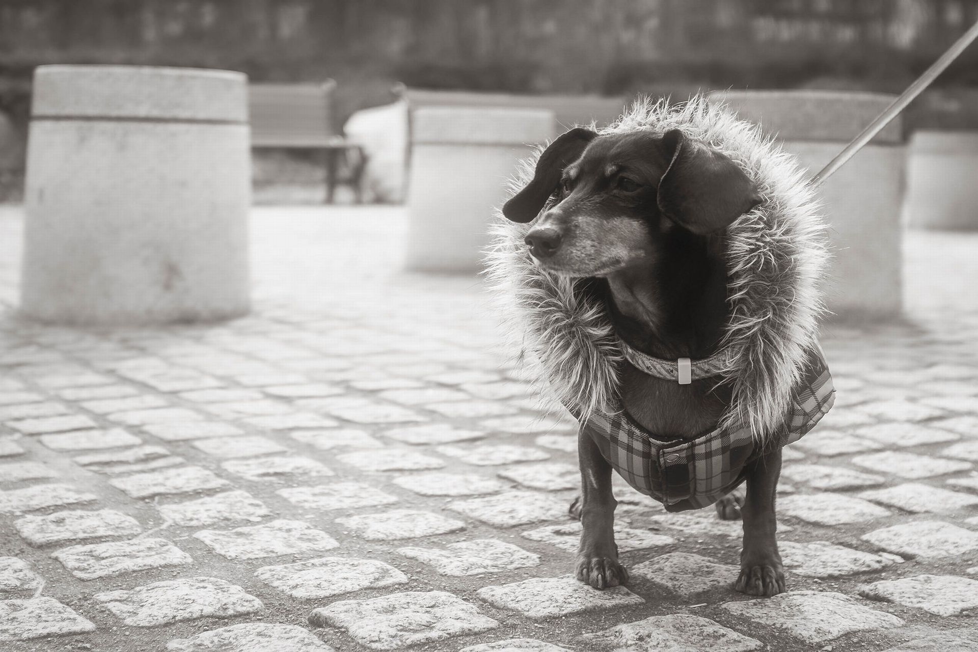 Você pode vestir o seu cãozinho com muito estilo. Foto: Visual Hunt. Você pode vestir o seu cãozinho com muito estilo. Foto: Visual Hunt.