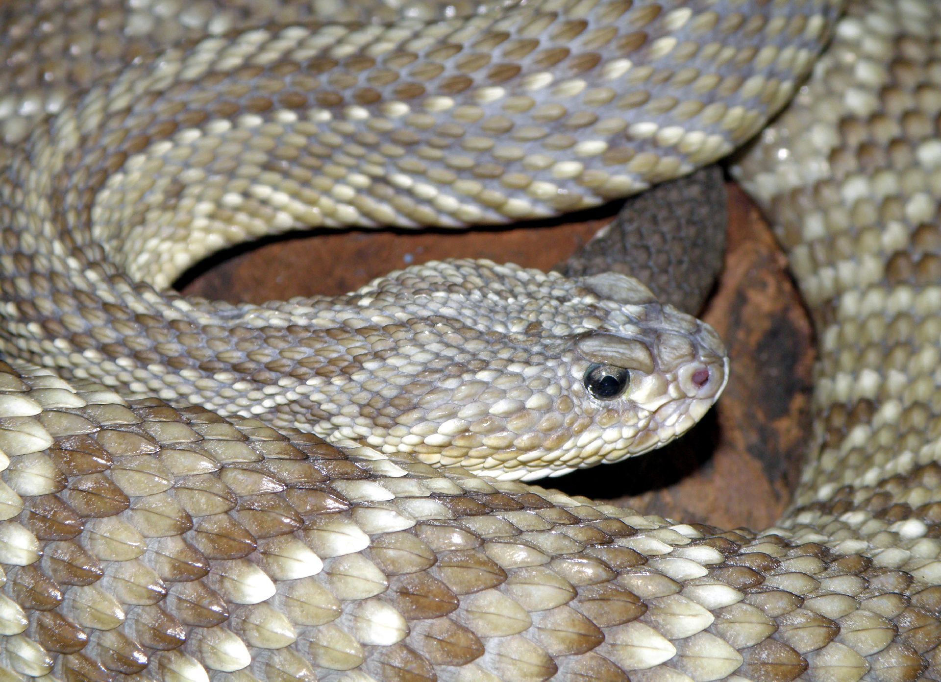 Veneno de cobra faz rato queimar caloria e pode ser novo aliado para emagrecer Veneno de cobra faz rato queimar caloria e pode ser novo aliado para emagrecer