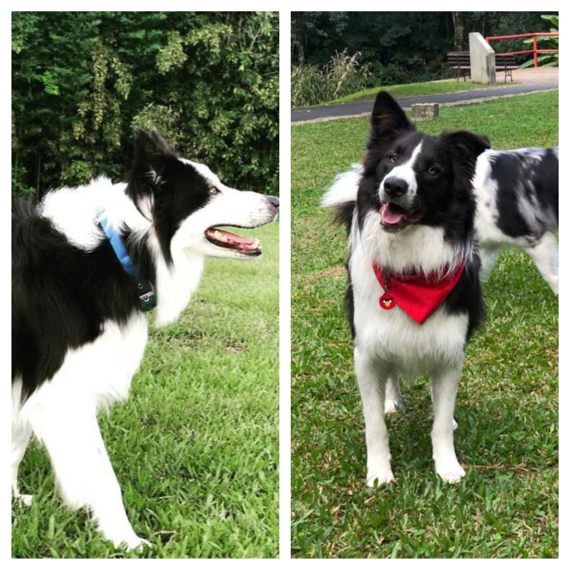 Einstein, de oito anos, e Shakespeare, de nove meses. Foto: Arquivo pessoal Einstein, de oito anos, e Shakespeare, de nove meses. Foto: Arquivo pessoal