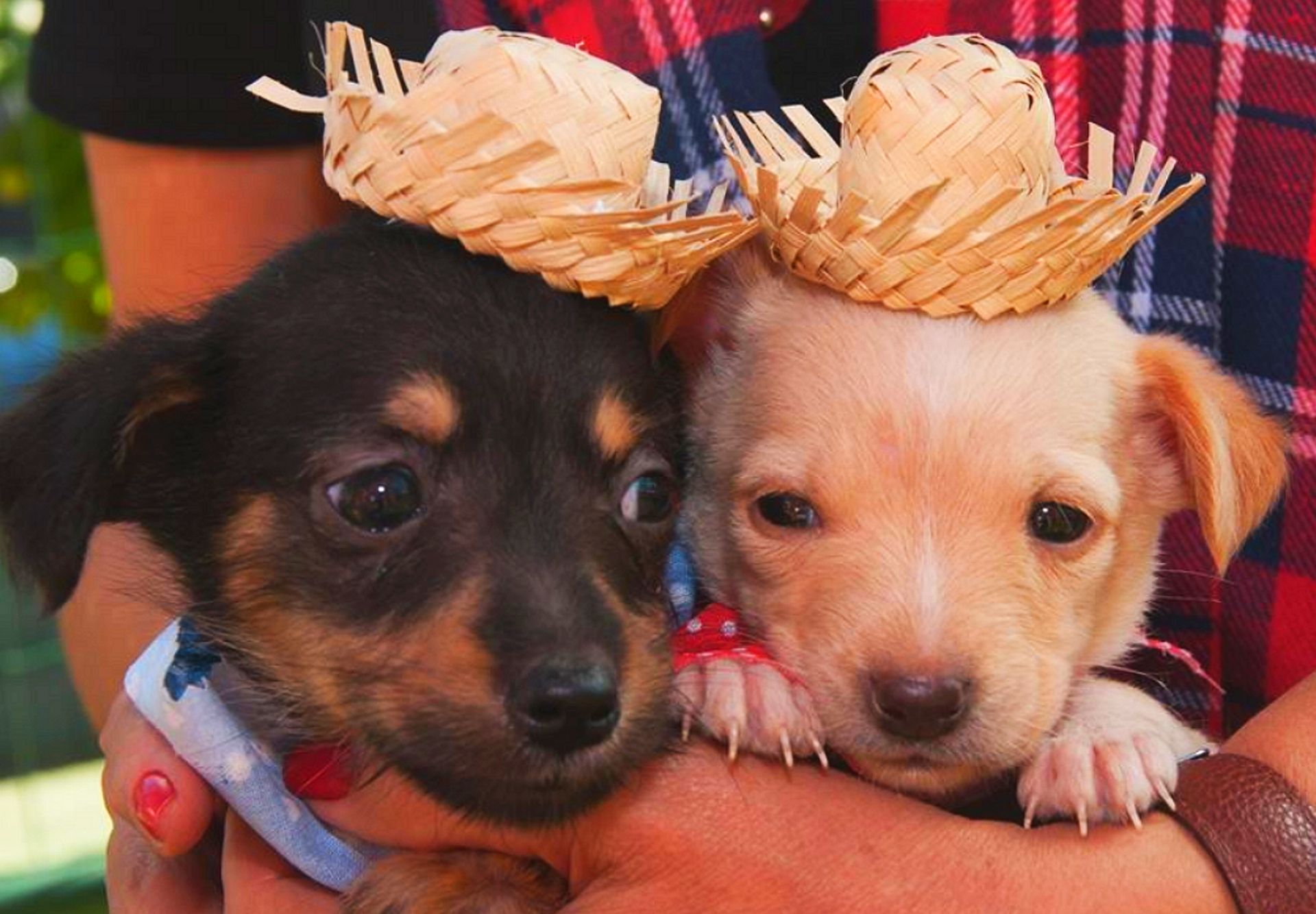 A Festa Junina Pet terá até comidinhas típicas que cães e gatos podem comer. Foto: divulgação.
