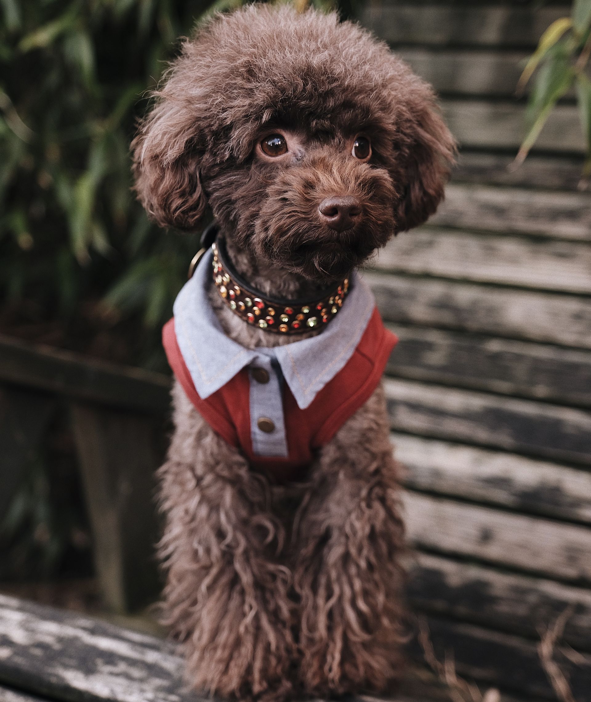 Mesmo cães mais peludos devem usar roupinhas, segundo o especialista. Foto: Unsplash. Mesmo cães mais peludos devem usar roupinhas, segundo o especialista. Foto: Unsplash.