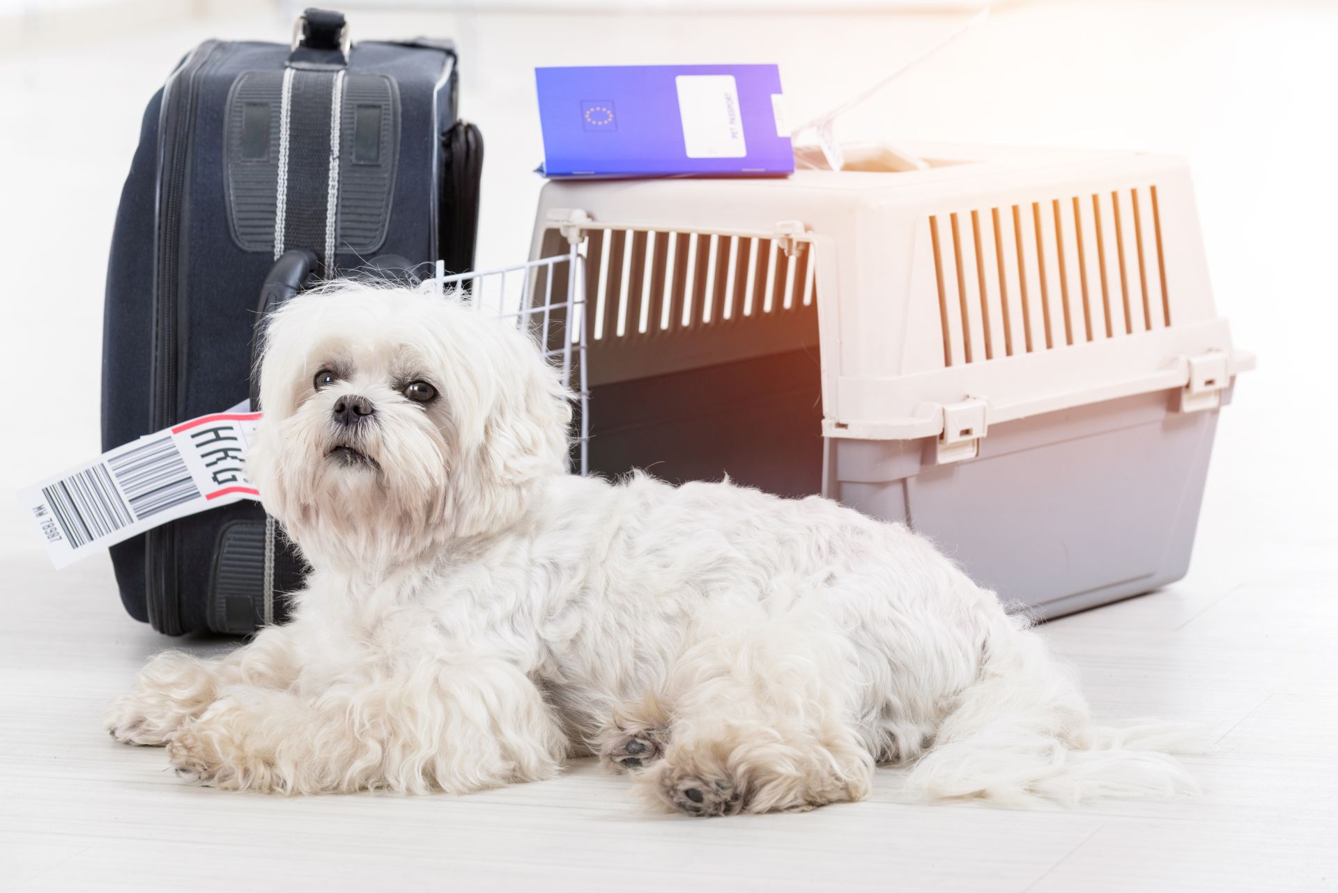 Projeto determina regras de transporte de pets em aviões e ônibus. Foto: Bigstock. 