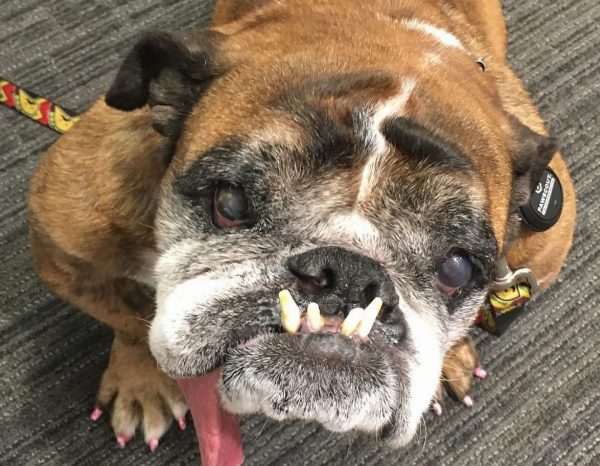 O Cachorro Mais Feio Do Mundo Morre Dias Depois De Ganhar O Titulo