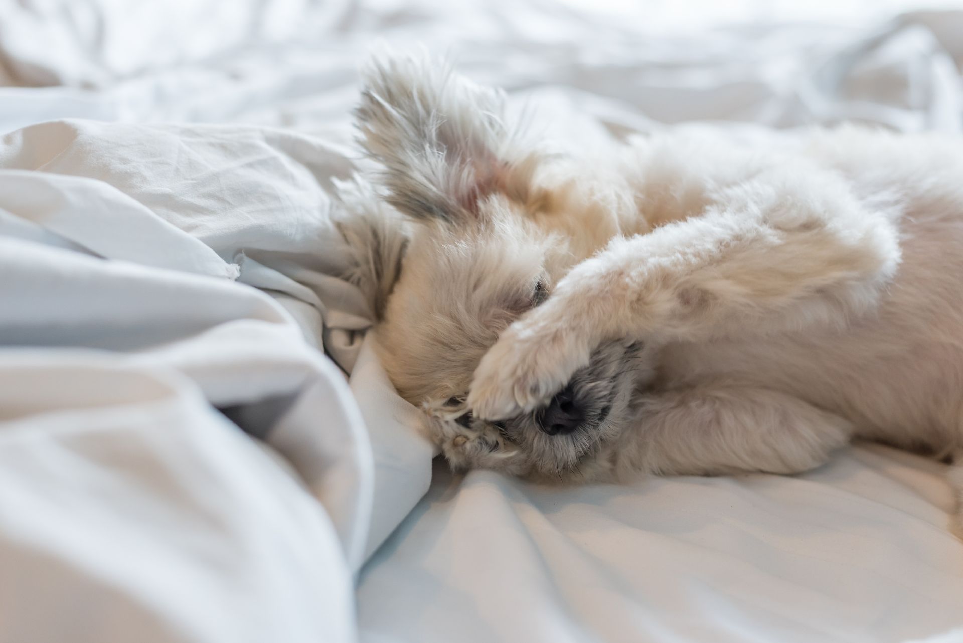 Os cães de pelagem mais cheia e longa são os que mais sofrem com a lágrima ácida. Foto: Bigstock