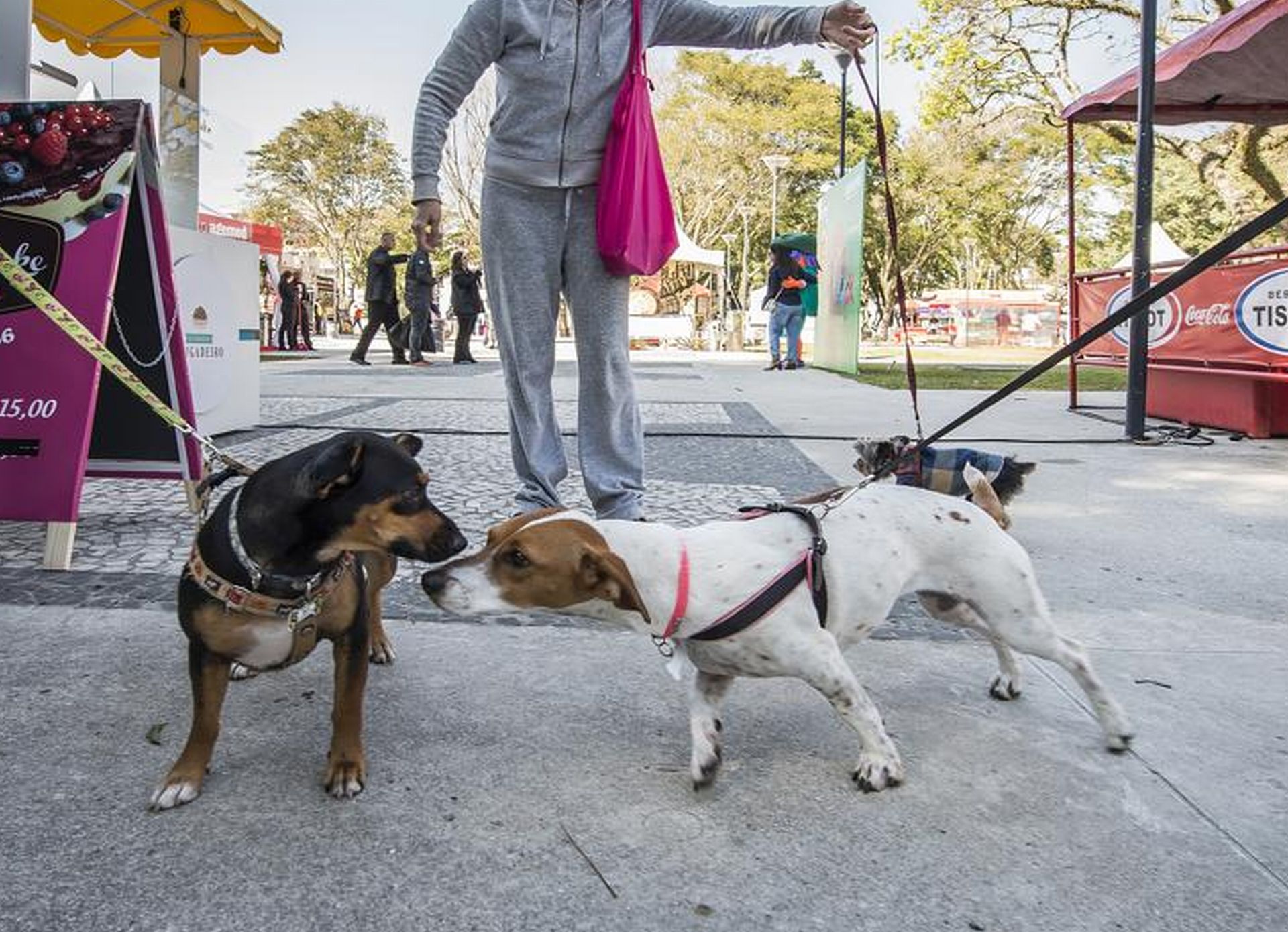 Tutores e bichinhos na Vinada Cultural do ano passado, também na Praça Afonso Botelho. Foto: Letícia Akemi/Gazeta do Povo.