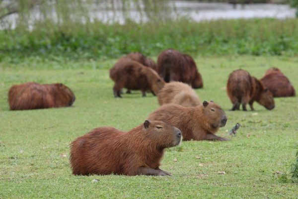 Febre transmitida por carrapato de capivara mata estudante de 15 anos Carrapatos encontrados em capivaras são os principais responsáveis pela transmissão da febre maculosa. Foto: Aniele Nascimento/Gazeta do Povo
