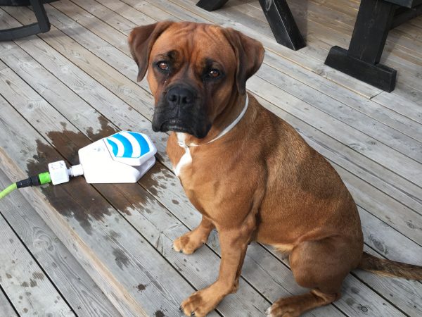 Na Suécia, Correios exigem carimbo da pata de cachorro para receber encomenda Chaya, a animal de estimação de Marie Palmgren, demorou para receber o presente enviado por uma amiga da família (Foto: Marie Palmgren)