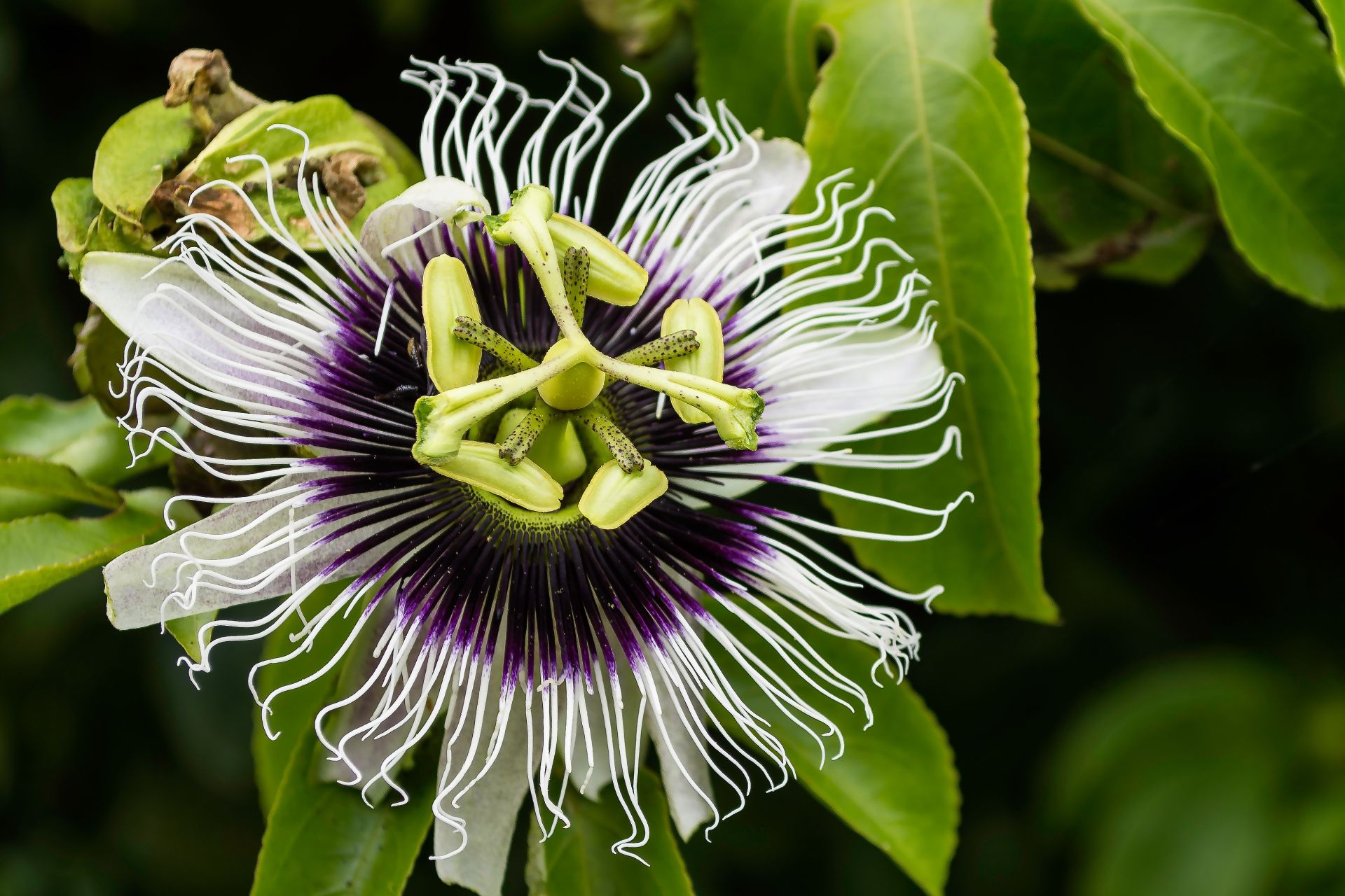 Flor do maracujá. Foto: Evelyn Hullinghorst / Unsplash Flor do maracujá. Foto: Evelyn Hullinghorst / Unsplash