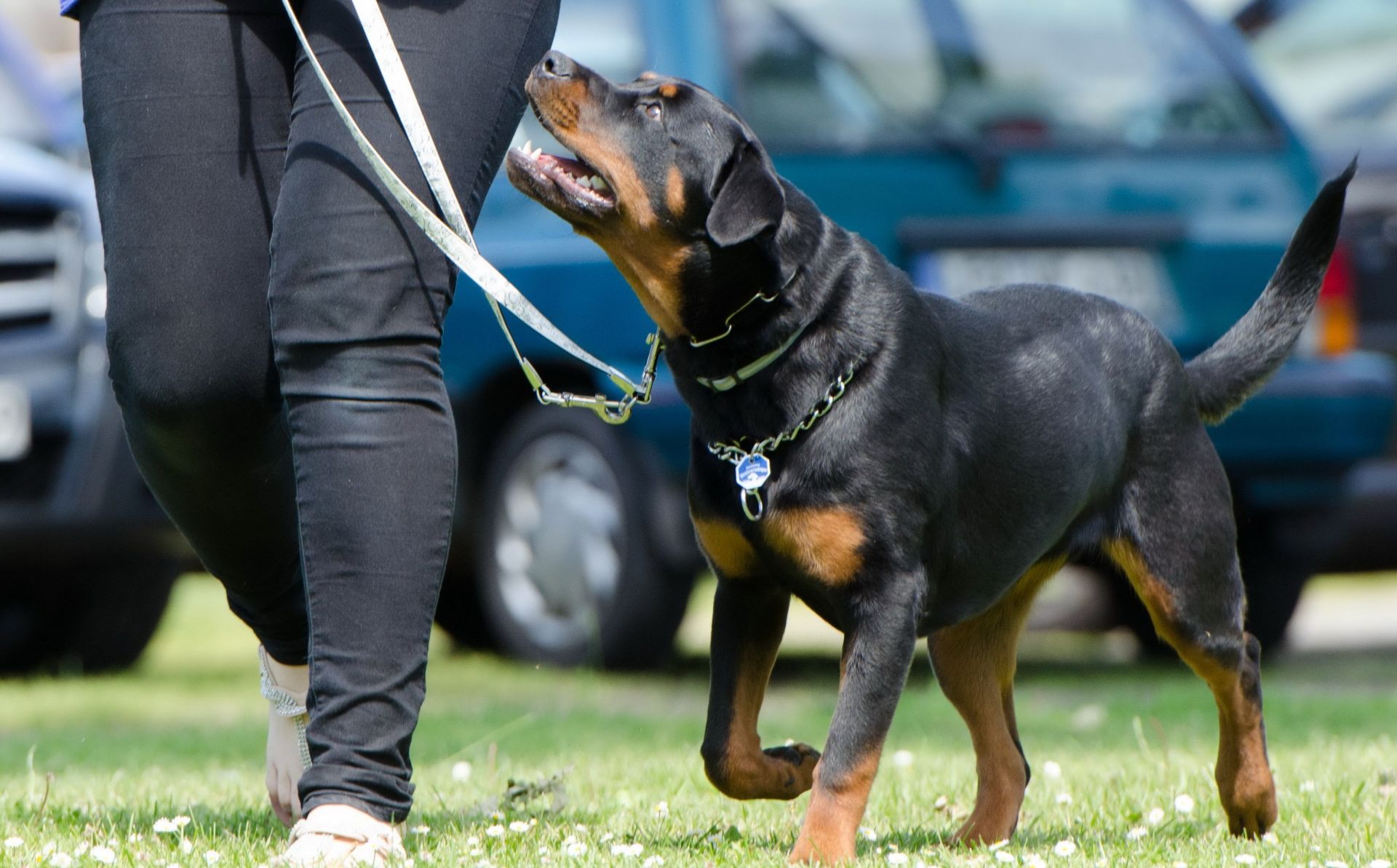 O tradicional aulão de adestramento será sobre controle de ansiedade e stress nos cães. Foto: VisualHunt. O tradicional aulão de adestramento será sobre controle de ansiedade e stress nos cães. Foto: VisualHunt.