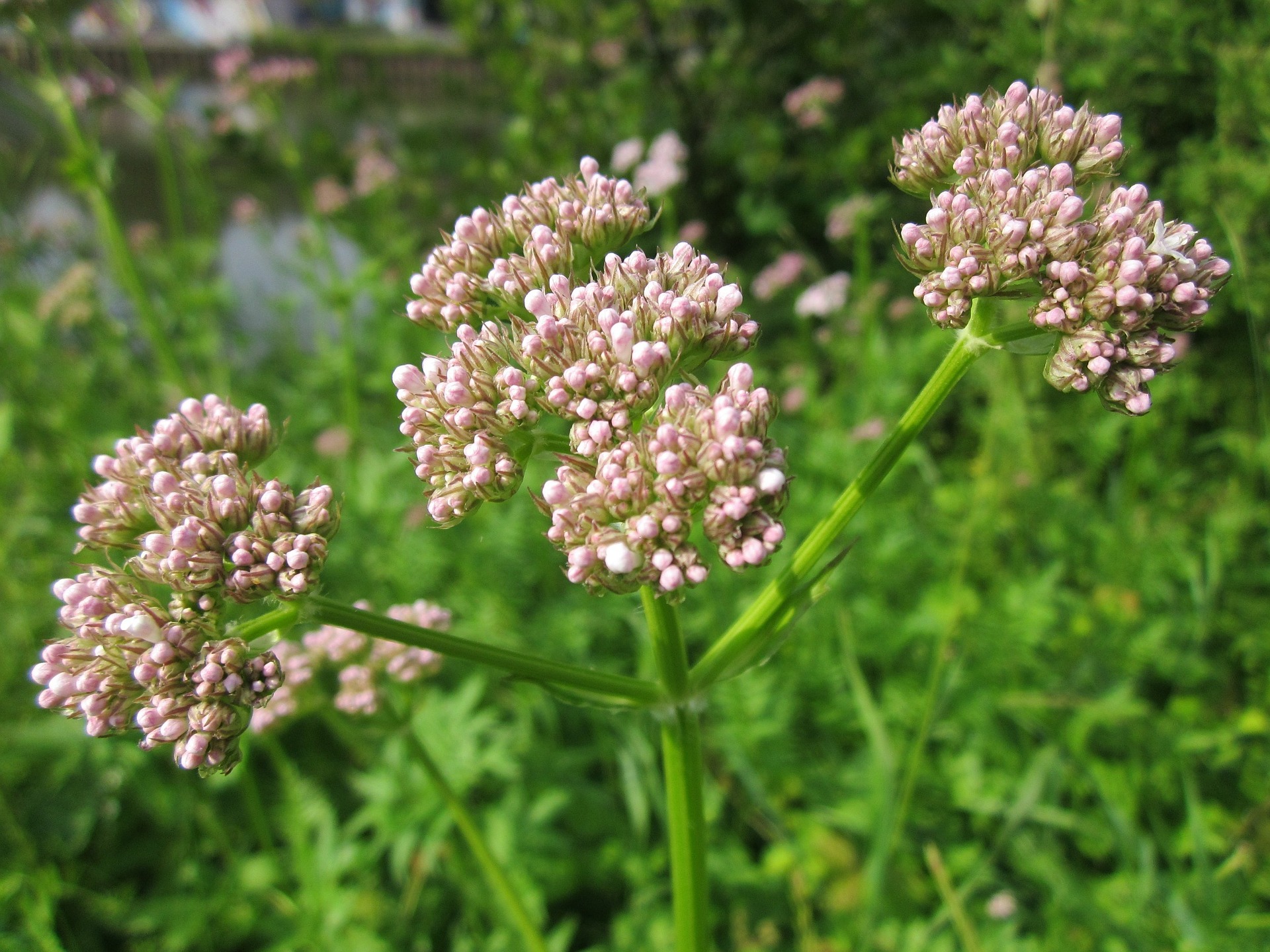 Flor da valeriana. Foto: Wikimedia Images / Pixabay Flor da valeriana. Foto: Wikimedia Images / Pixabay