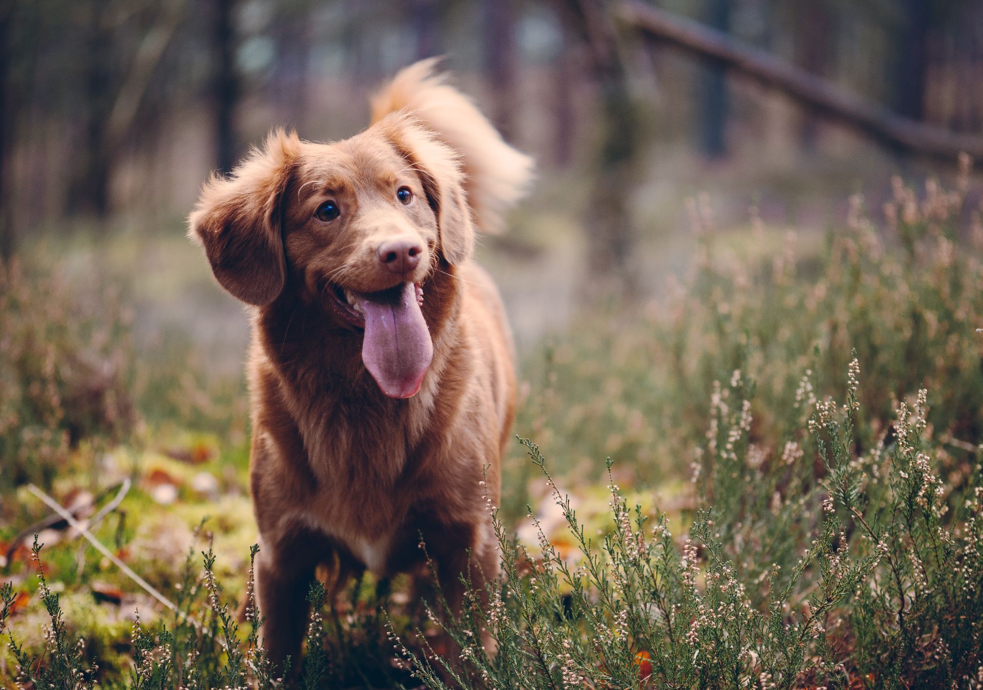 Veja como tirar fotos que valorizem ainda mais o seu cãozinho. Foto: Jamie Street/ Unsplash.