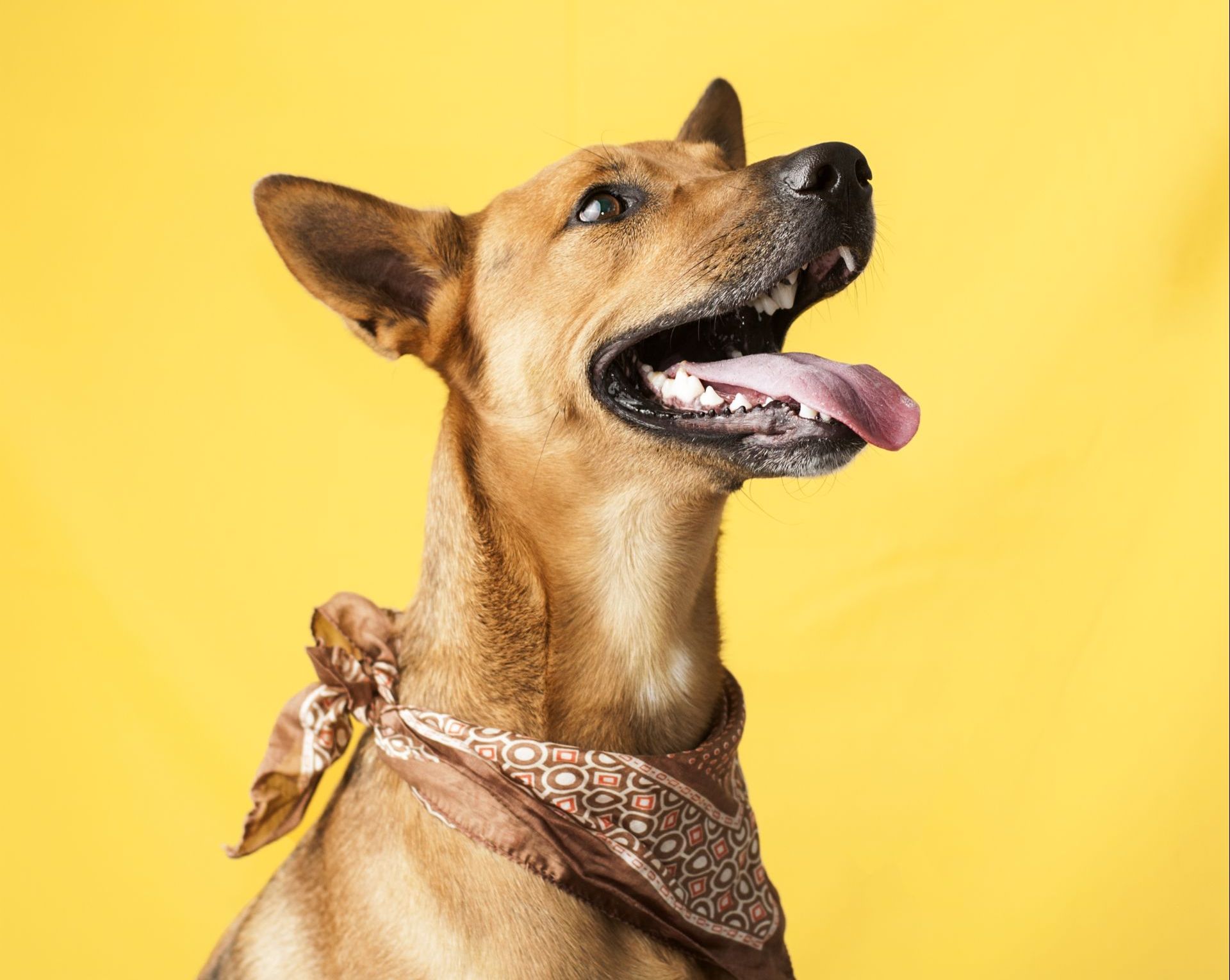 Começa hoje a 1ª fase de votação popular do concurso Cachorro do Ano. Seu cachorro pode ser a capa da revista Viver Bem de dezembro. Foto: Divulgação