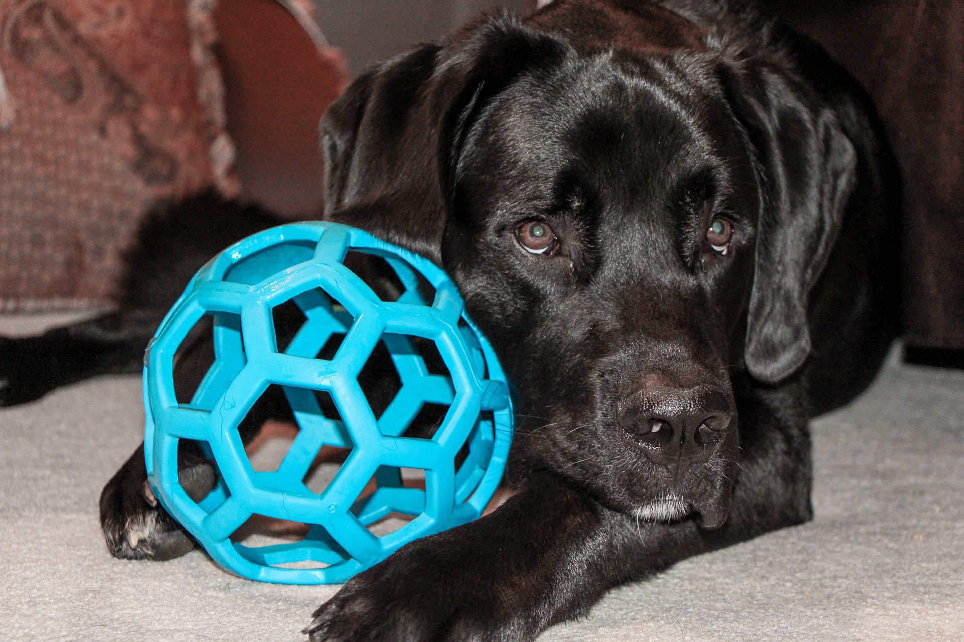 Cachorros podem usar os brinquedos para estimular o olfato e atenção, além de aliviar o stress. Fonte: Pixabay Cachorros podem usar os brinquedos para estimular o olfato e atenção, além de aliviar o stress. Fonte: Pixabay