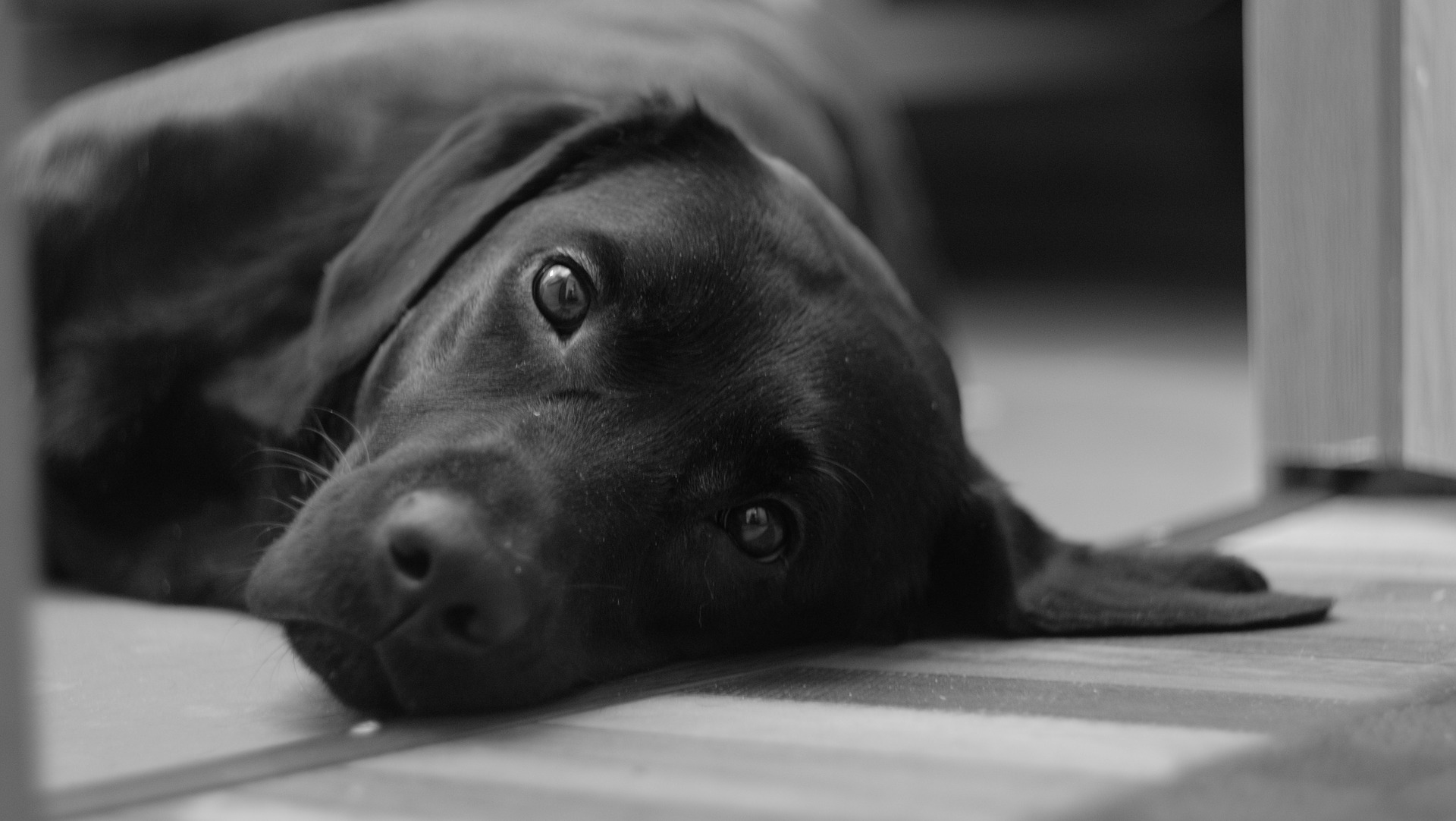 A cada voto no Cachorro do Ano, rações serão doadas para as ONGs que trabalham com os cachorros abandonados. Fonte: Pixabay A cada voto no Cachorro do Ano, rações serão doadas para as ONGs que trabalham com os cachorros abandonados. Fonte: Pixabay