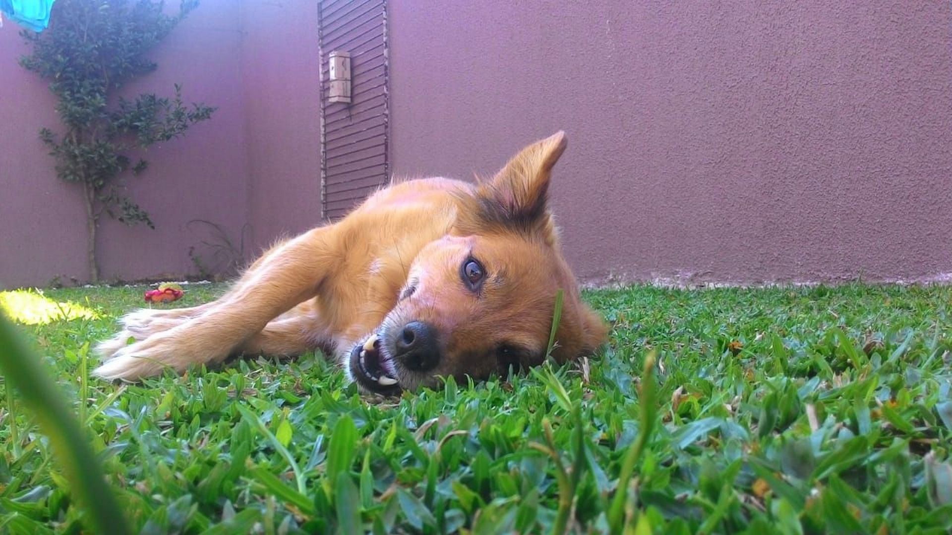 Aika, hoje com dez anos, venceu o Cachorro do Ano 2010. Foto: Arquivo Pessoal