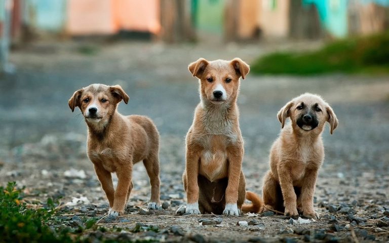 Campanha da ONG Fica Comigo quer incentivar adoção de cães abandonados. Foto: Unsplash.