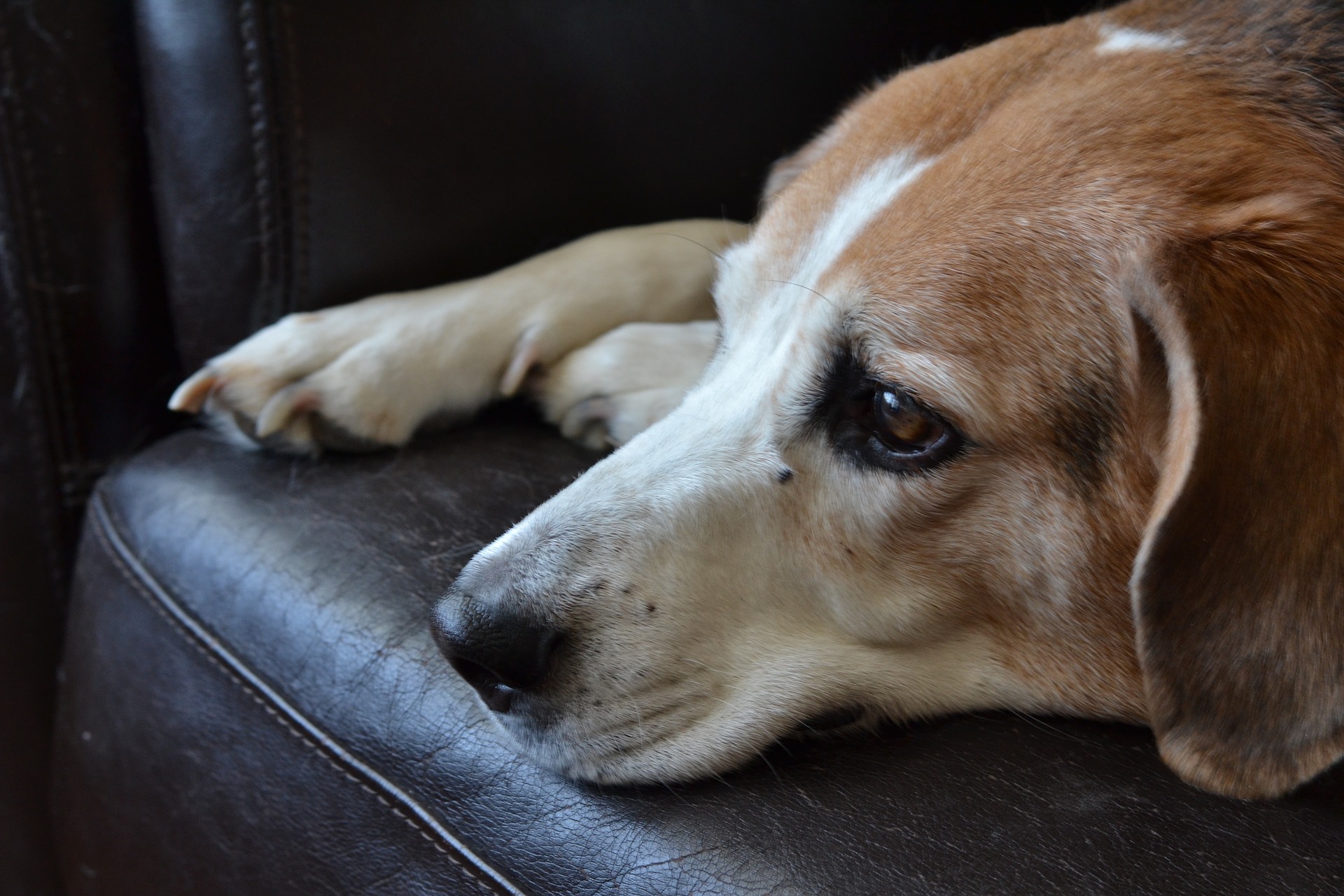 Votos do Cachorro do Ano geram rações que serão doadas às ONGs que resgatam cachorros abandonados. Foto: Pixabay Votos do Cachorro do Ano geram rações que serão doadas às ONGs que resgatam cachorros abandonados. Foto: Pixabay