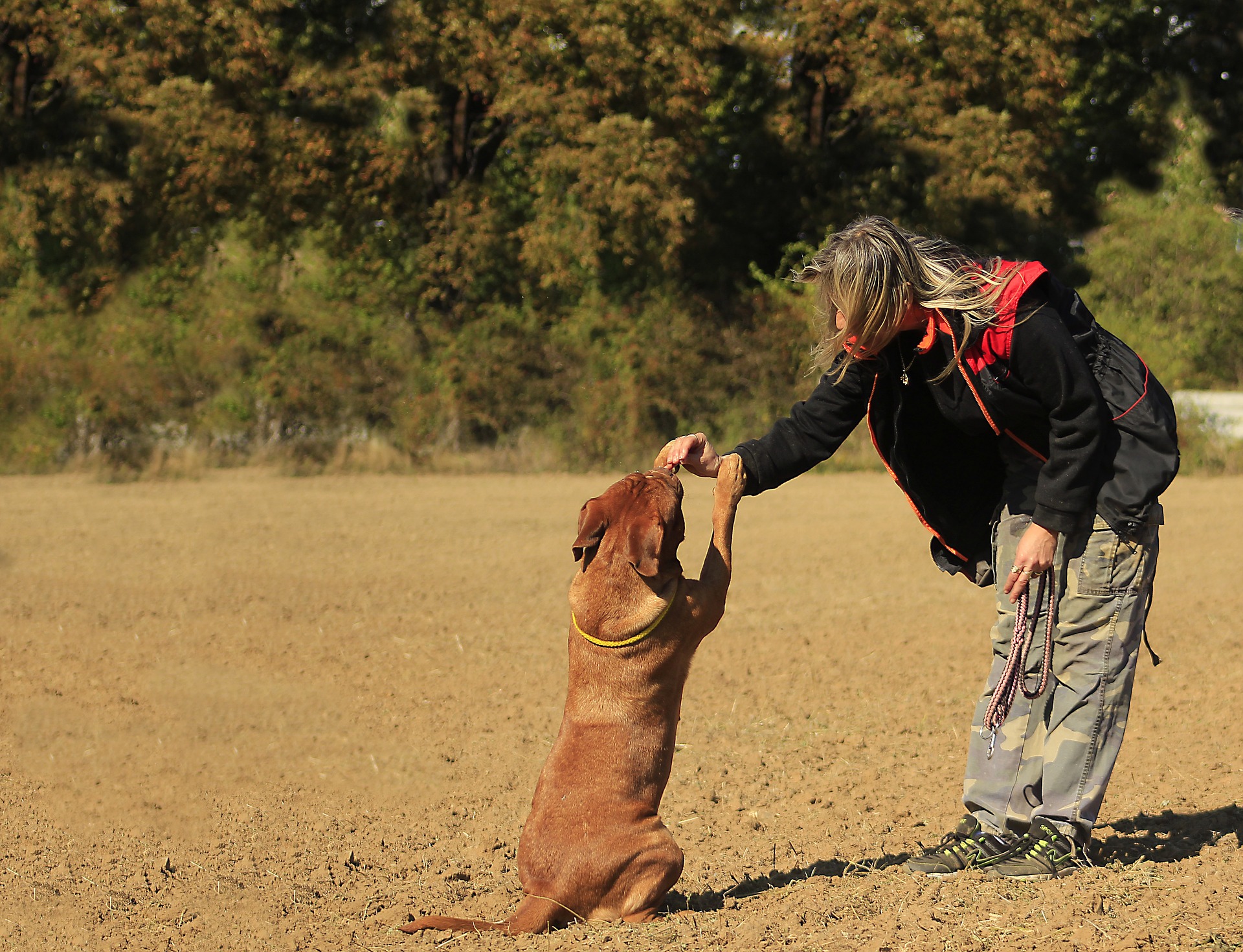 Paciência e conhecimento do seu cachorro devem ser primordiais na hora de ensinar. Foto: Pixabay Paciência e conhecimento do seu cachorro devem ser primordiais na hora de ensinar. Foto: Pixabay