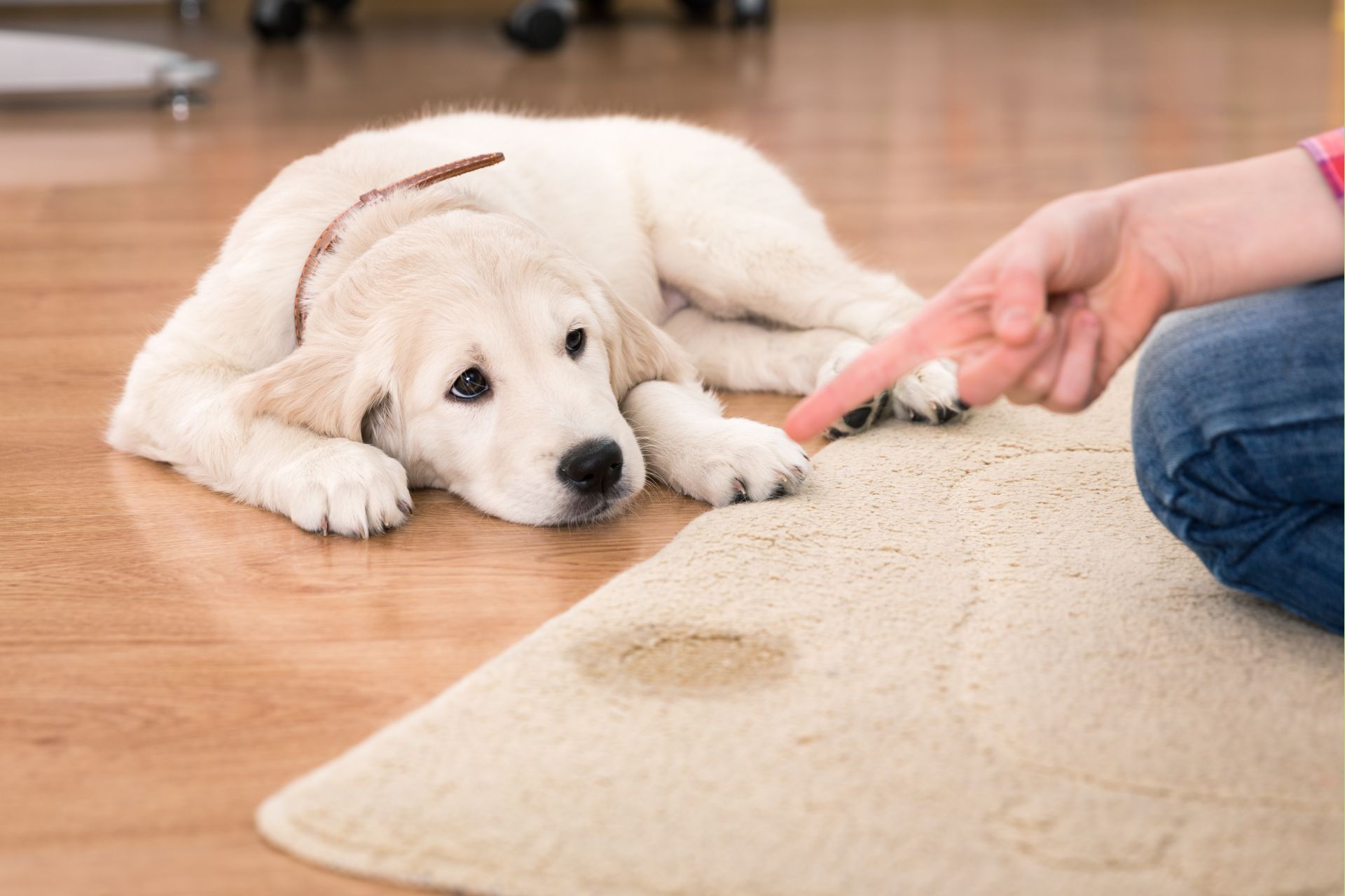 Especialistas explicam qual a melhor forma para ensinar os pets sem traumatizar. Foto: Bigstock Especialistas explicam qual a melhor forma para ensinar os pets sem traumatizar. Foto: Bigstock