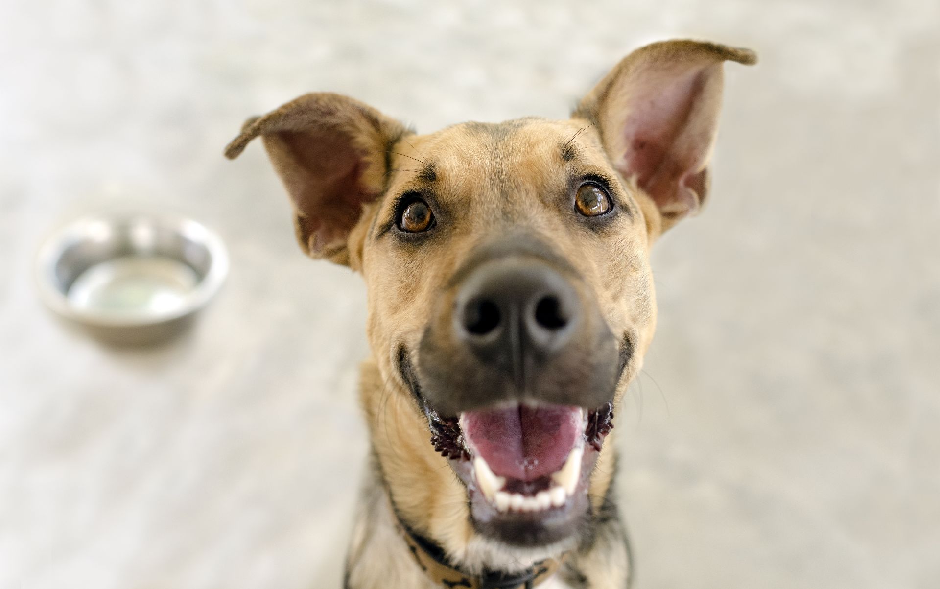 Inscrições para o concurso Cachorro do Ano está em contagem regressiva. Já inscreveu o seu? Foto: Bigstock