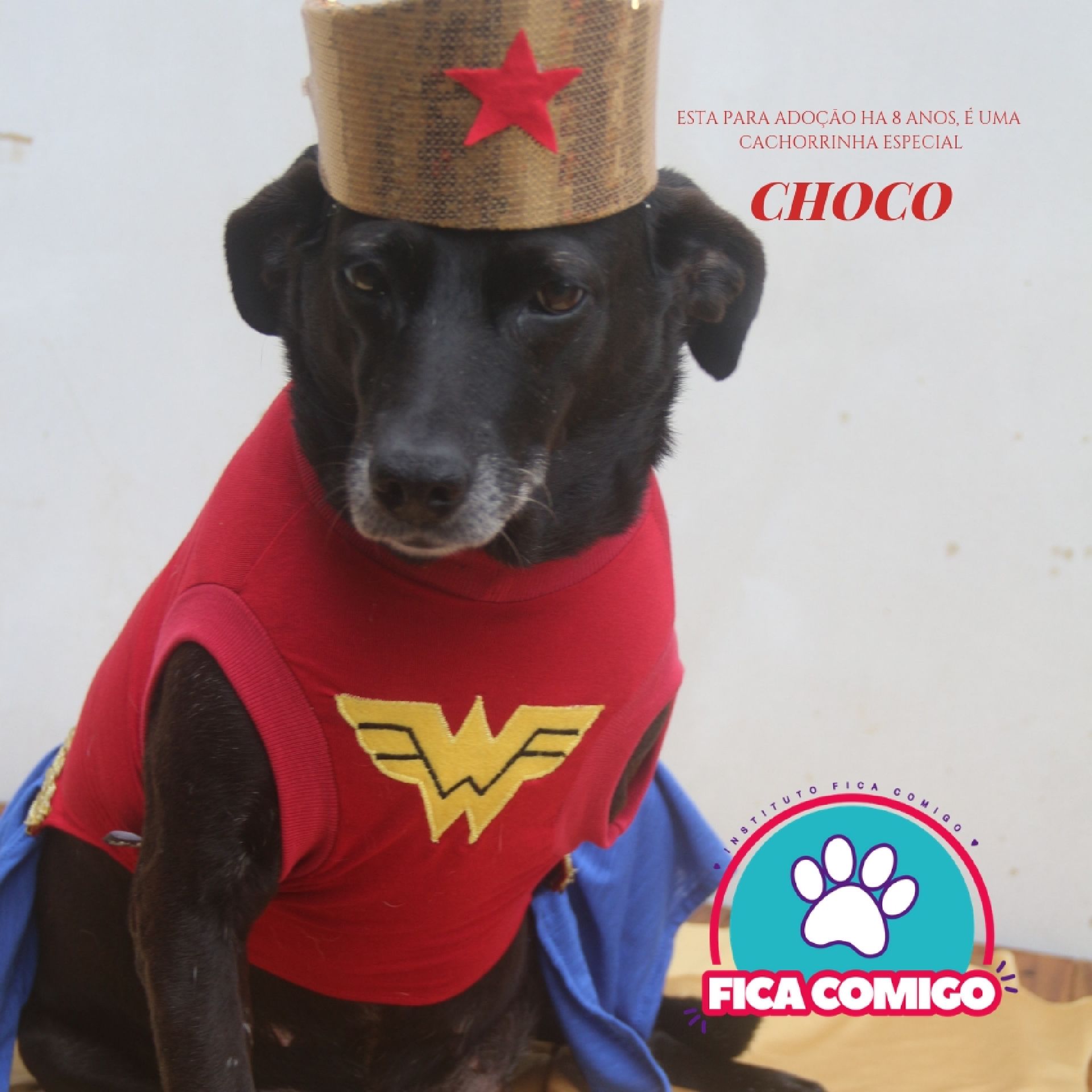 Choco é uma das cachorrinhas que estarão no facebook do Instituto Fica Comigo para adoção. Foto: Divulgação
Choco é uma das cachorrinhas que estarão no facebook do Instituto Fica Comigo para adoção. Foto: Divulgação